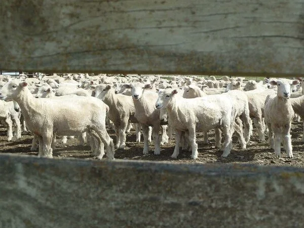 Campaign for Wool NZ