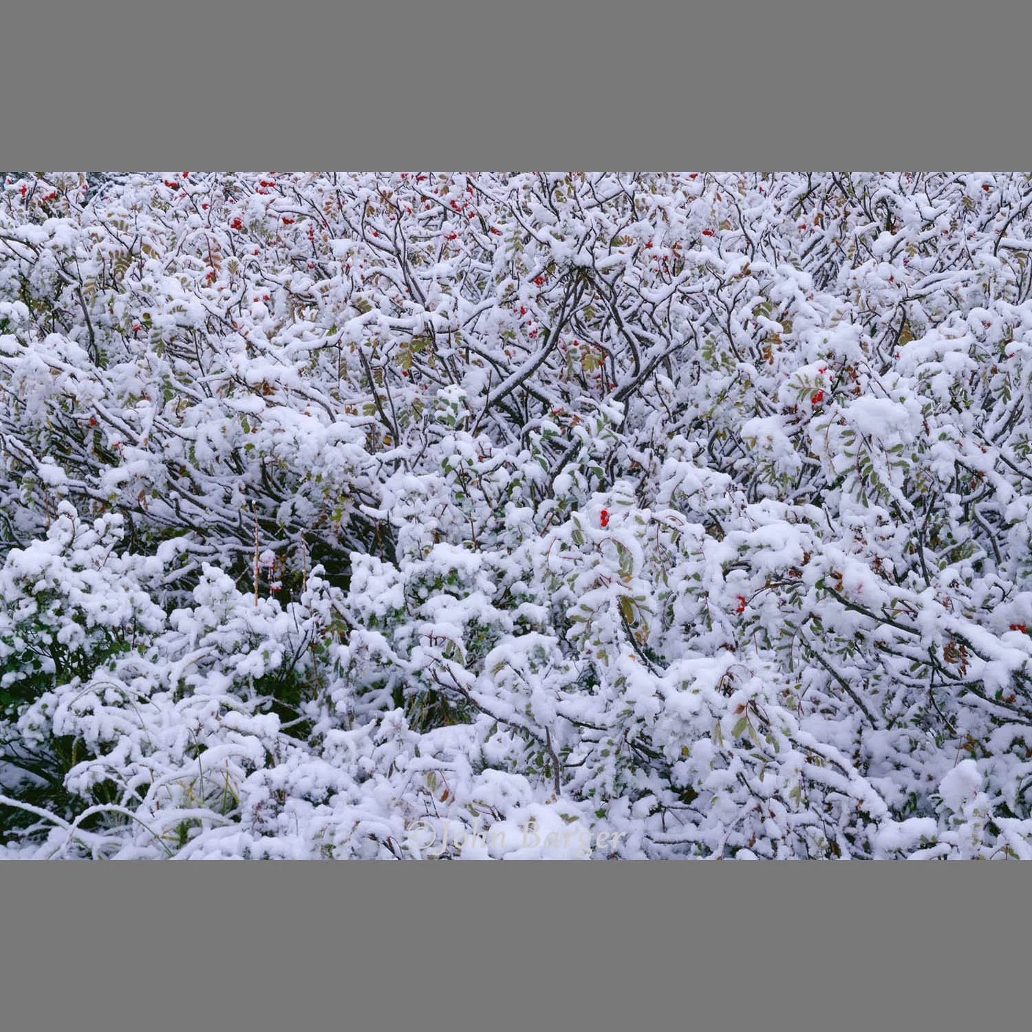 Fine art photographic print of autumn snowfall on mountain ash at Mt. Rainier National Park