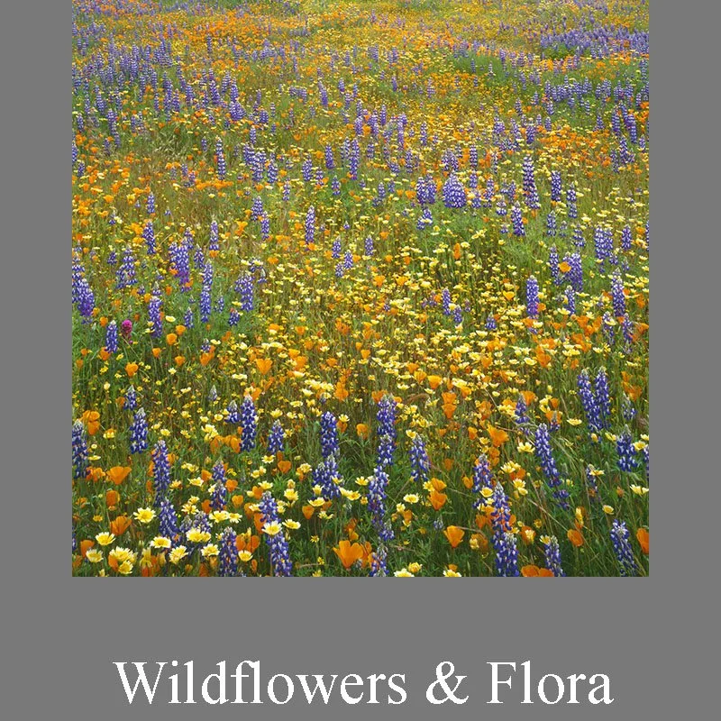 Wildflowers, Flora - Fine Art Photography Prints