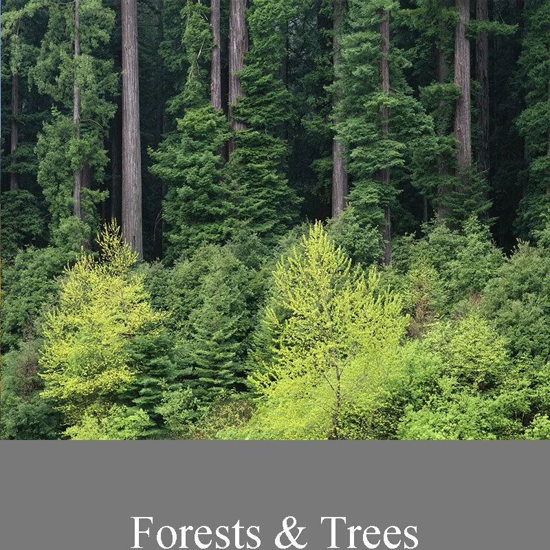 Forest, Trees - Fine Art Photography Print