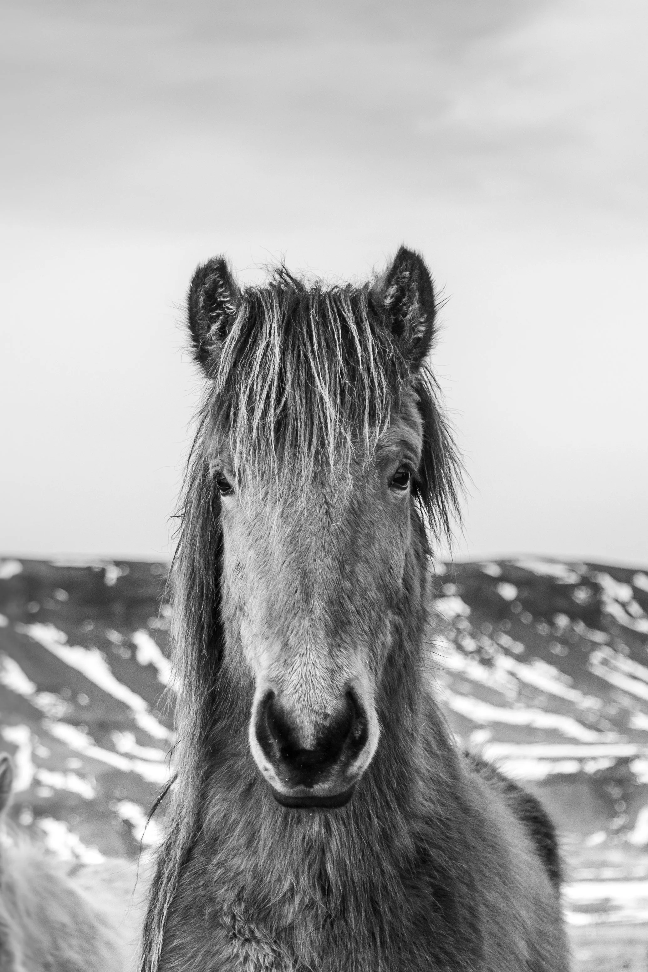 Iceland_Day2_Horses-9162-2.JPG