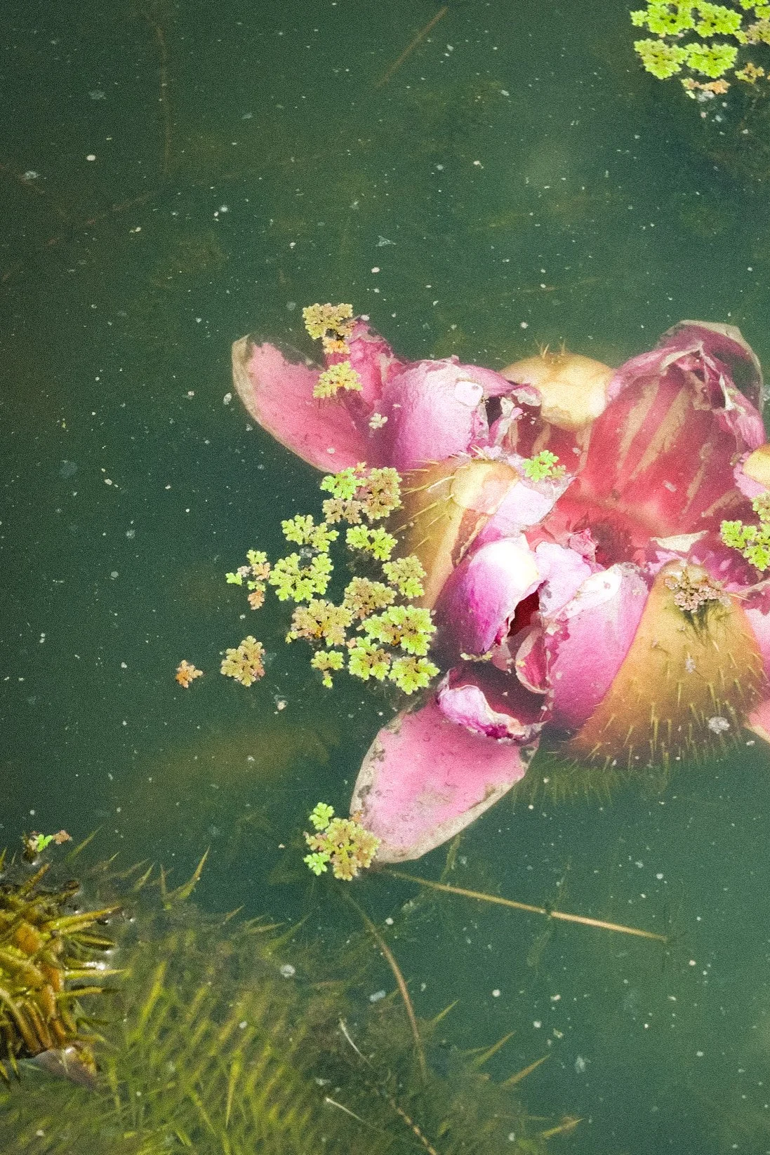 Bloom (2025) Nong Khai, Thailand.