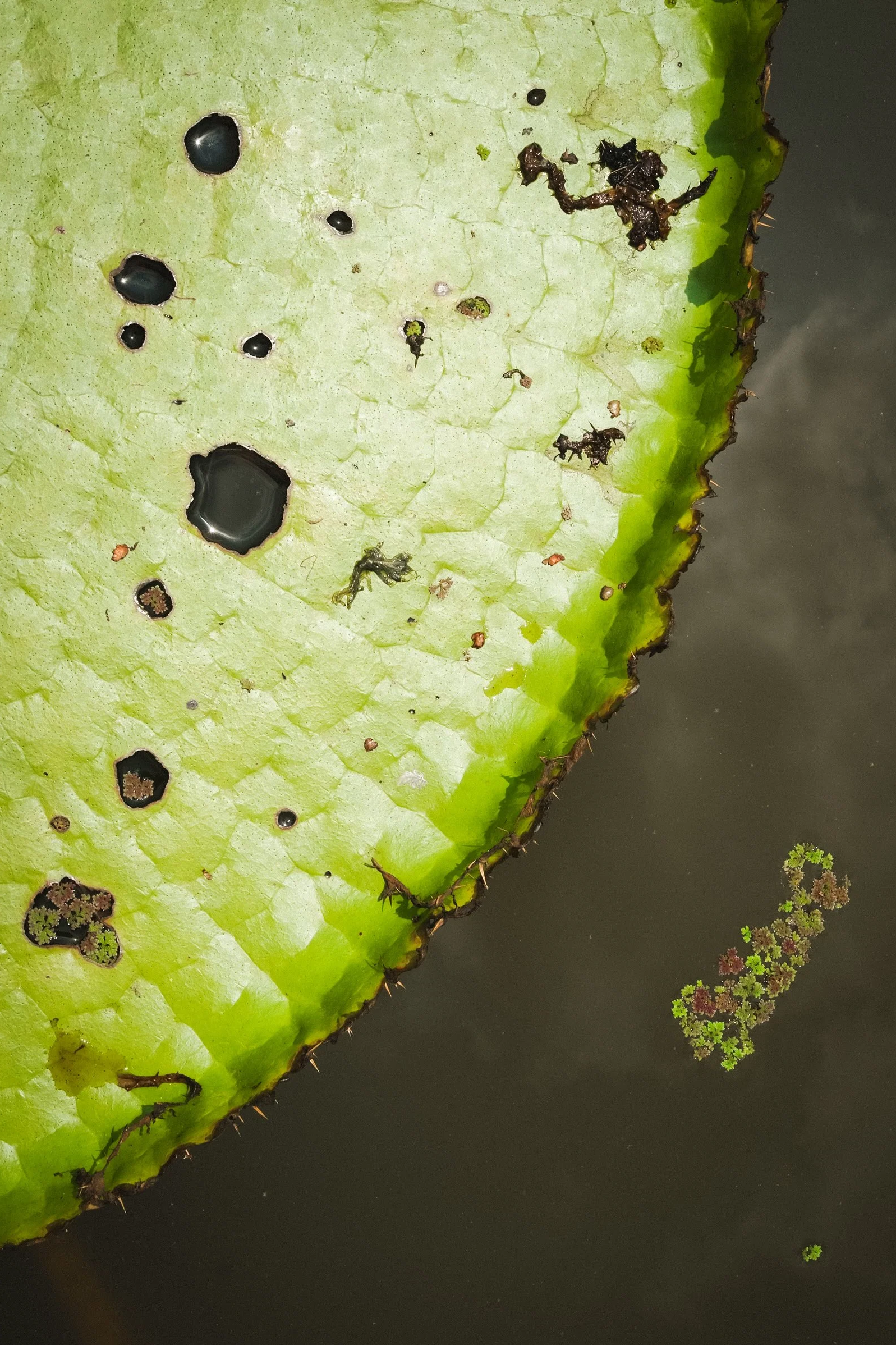 Decay (2025) Nong Khai, Thailand.