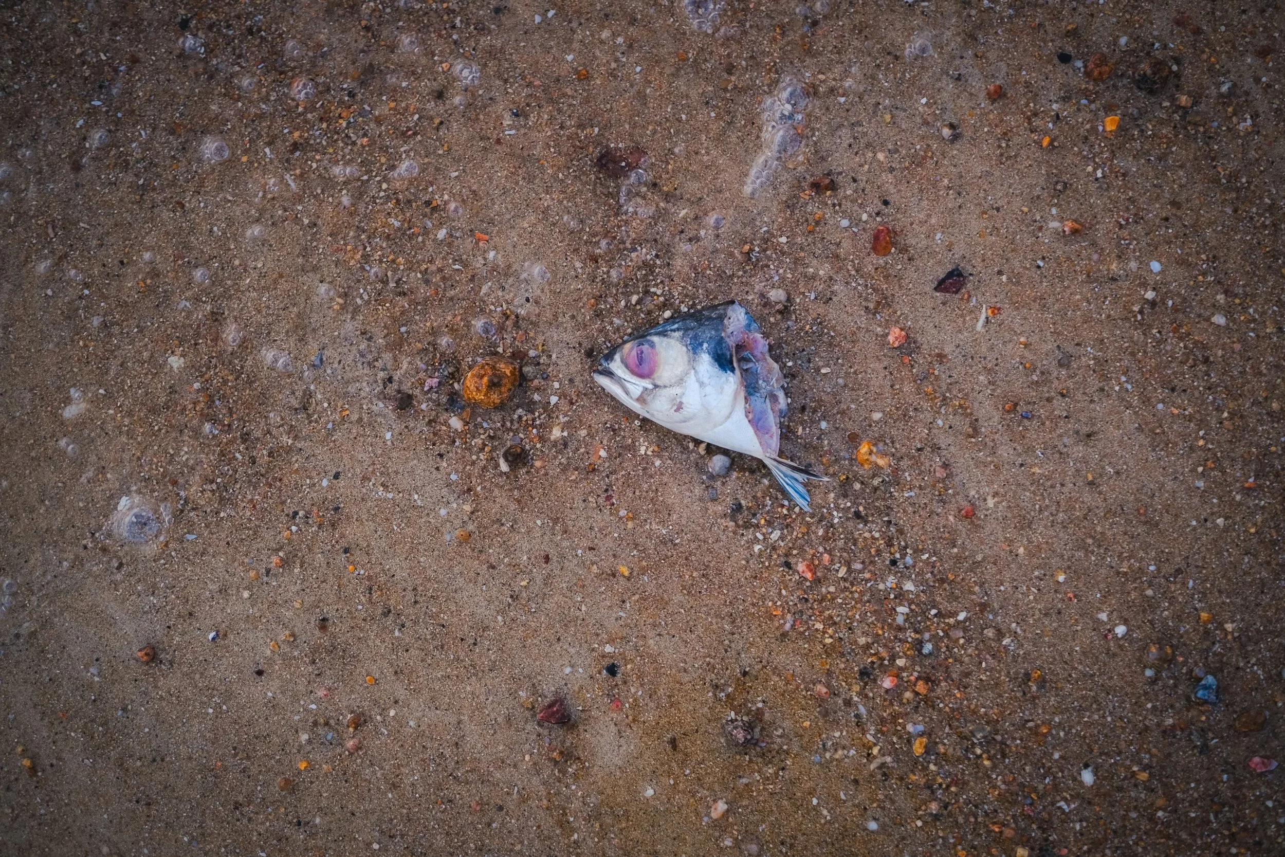 Dead Fish (2025) Koh Pha Ngan, THA.