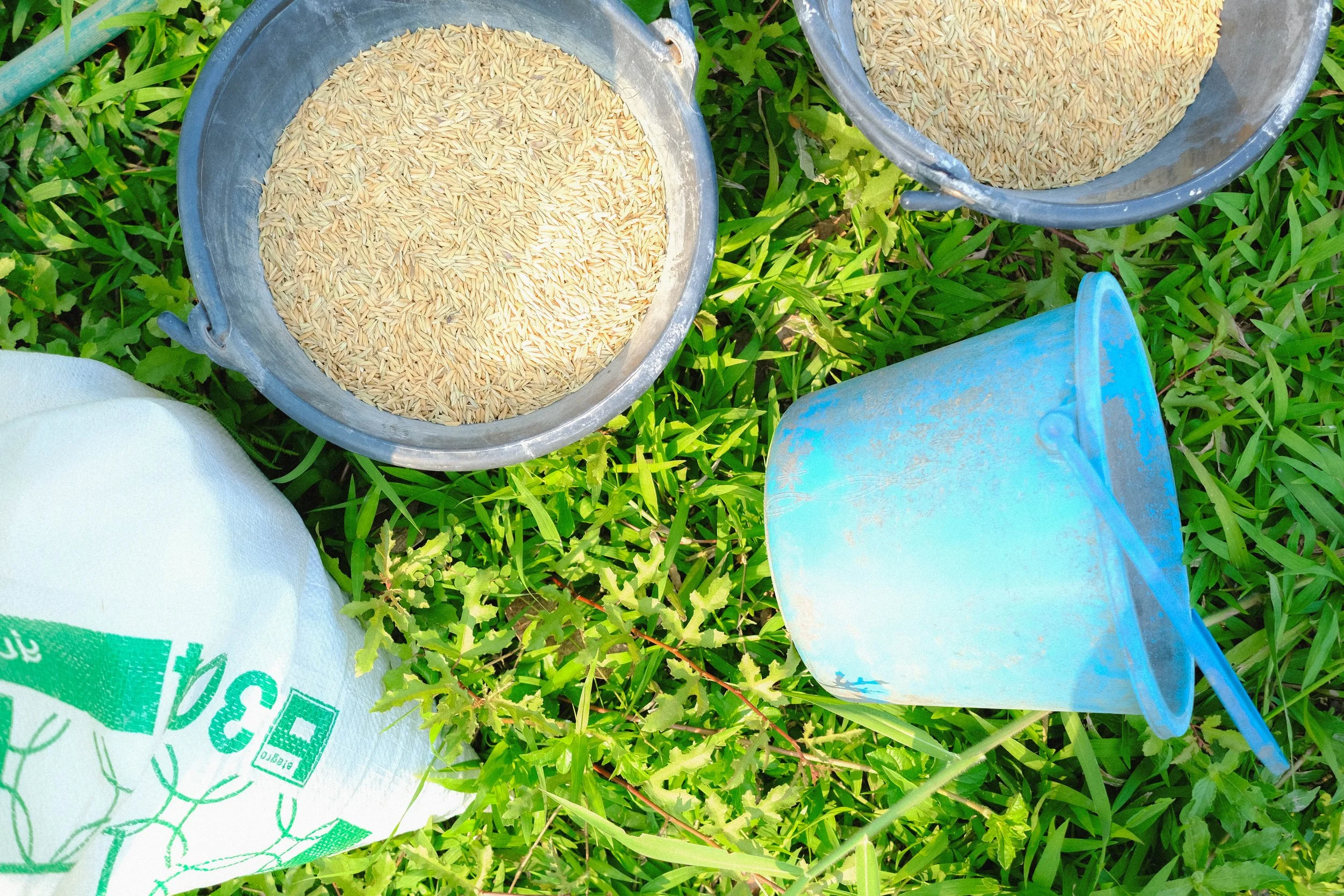 Season of the Rice (2025) Nong Khai, THA.