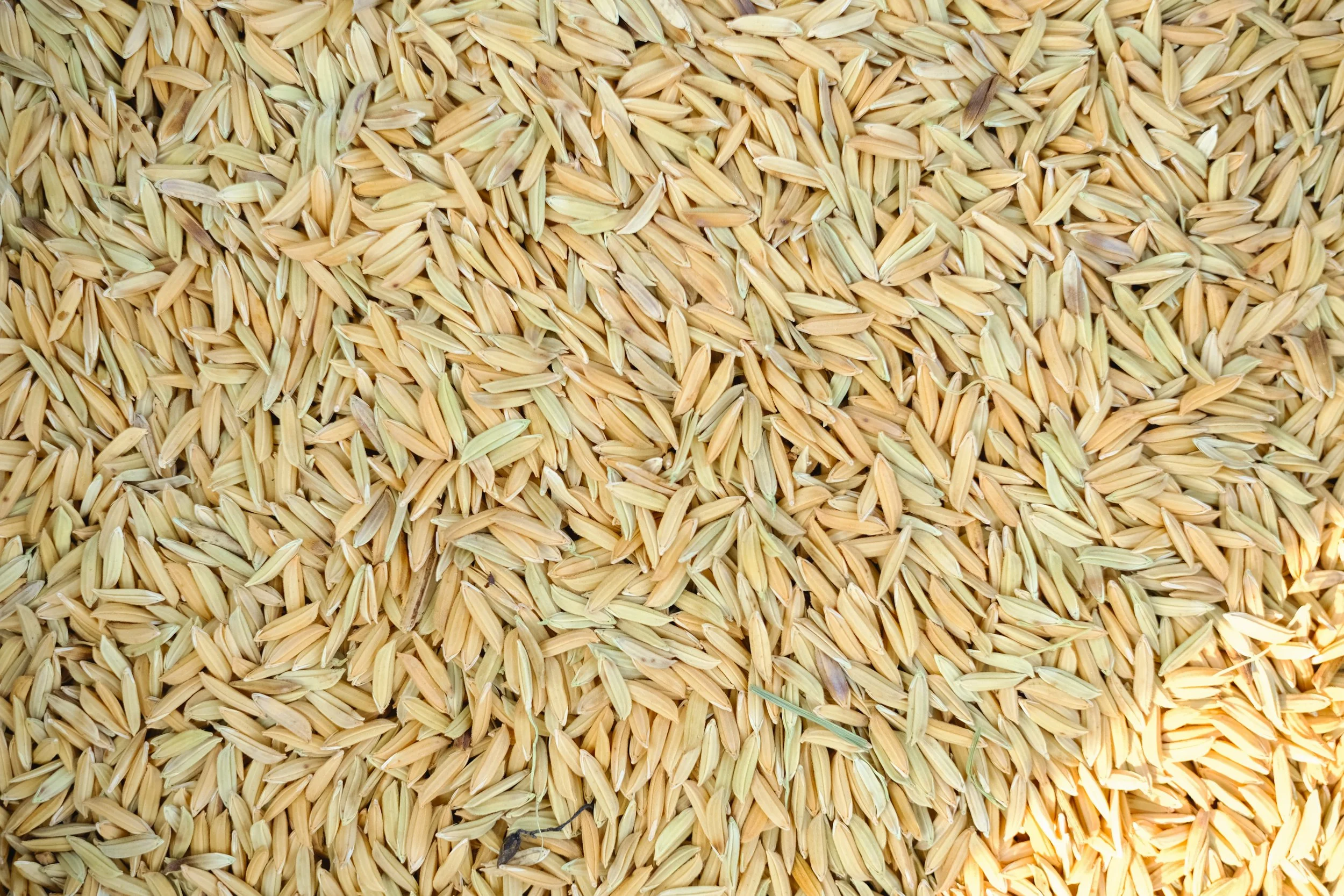 Season of the Rice (2025) Nong Khai, THA.