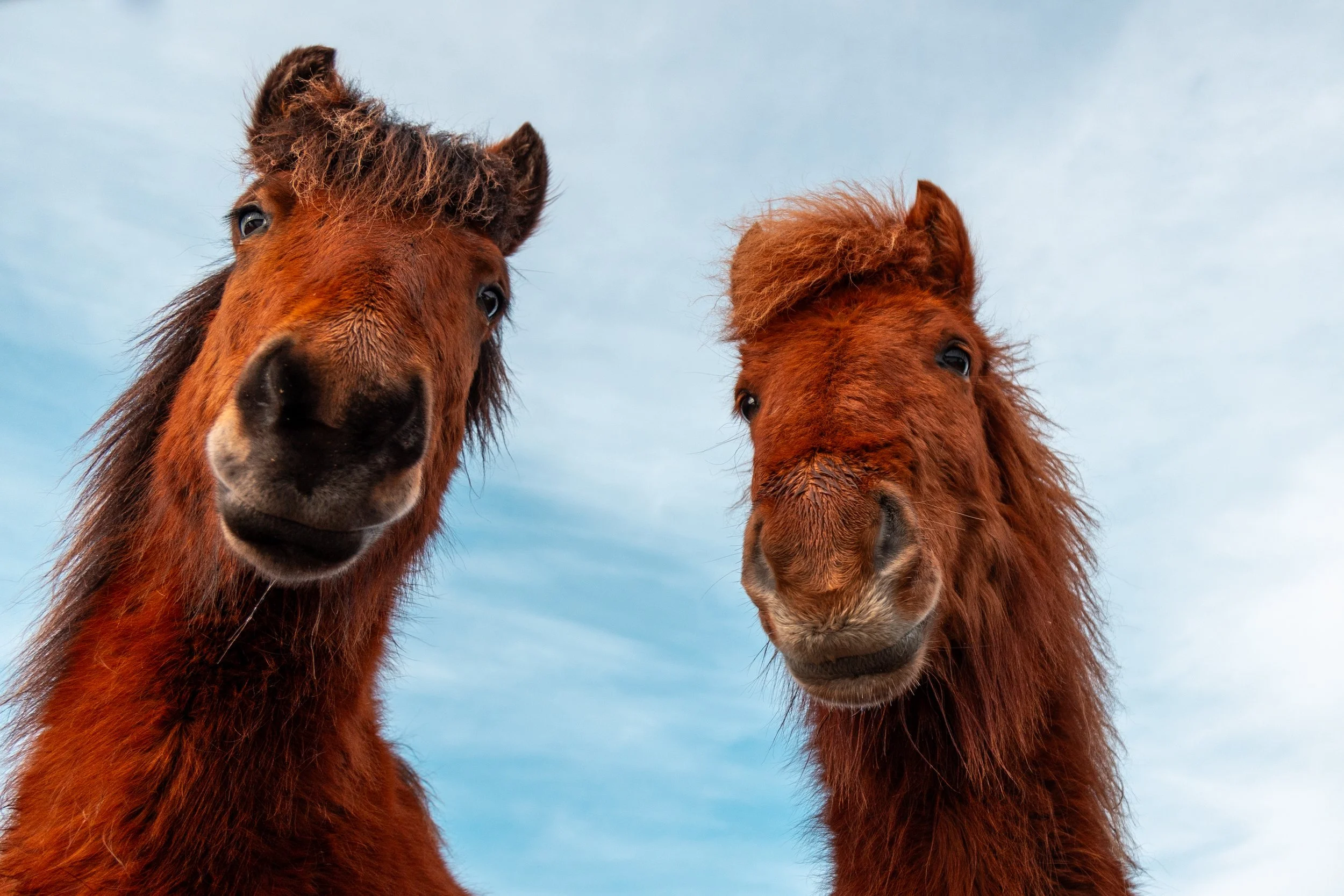 Iceland_Day2_Horses-9170.JPG
