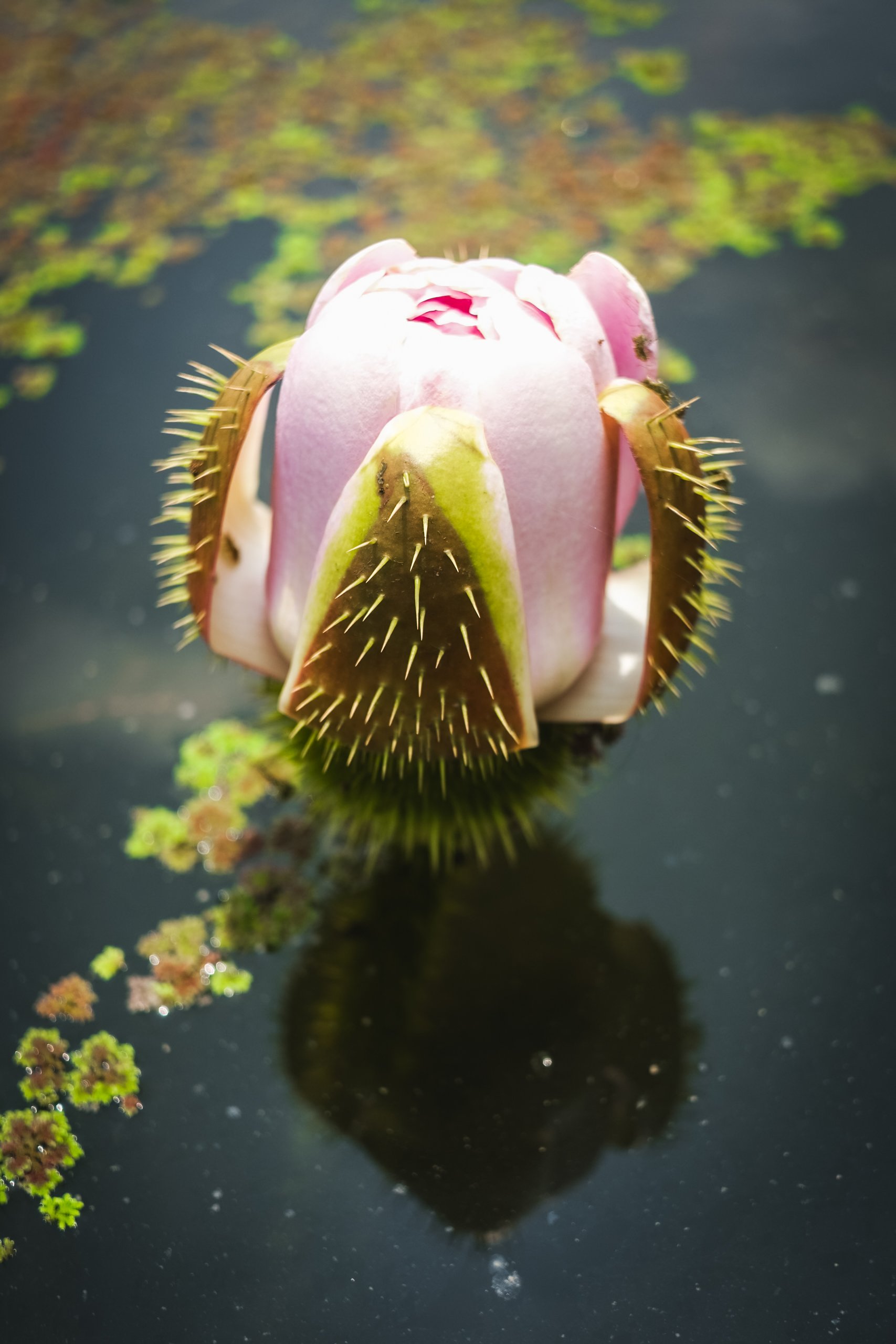 Bloom (2025) Nong Khai, THA.