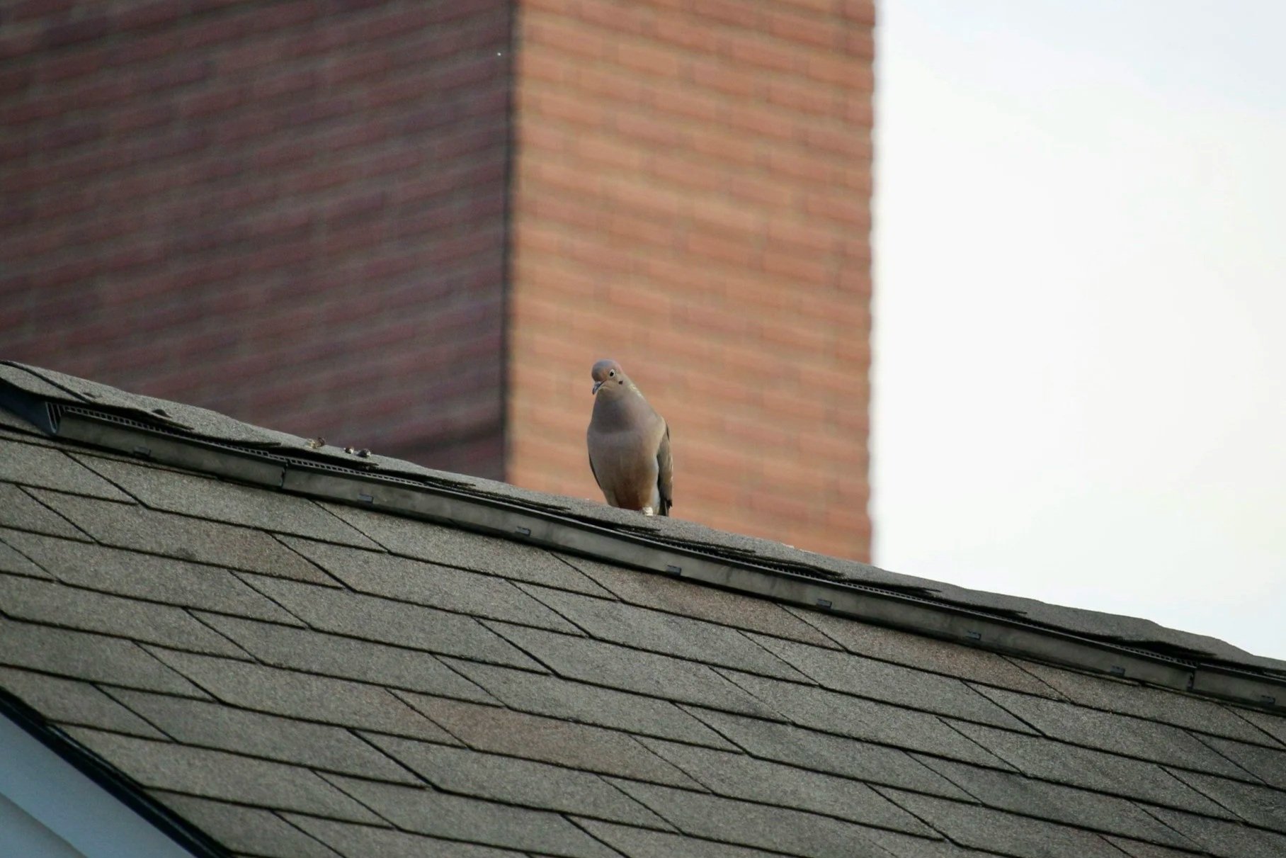 The Cry of the Mourning Dove