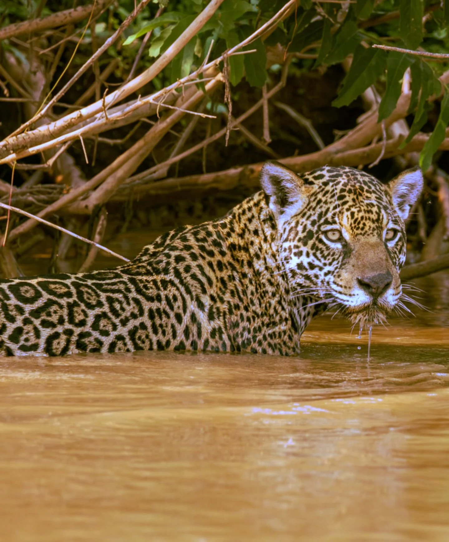 29 Nov - D&iacute;a Mundial de la Conservaci&oacute;n del Jaguar🗻✨

En la Sierra Nevada, el jaguar es un ser de profundo respeto.
Los pueblos ind&iacute;genas lo llaman guardi&aacute;n y su presencia se&ntilde;ala que el territorio est&aacute; en ar