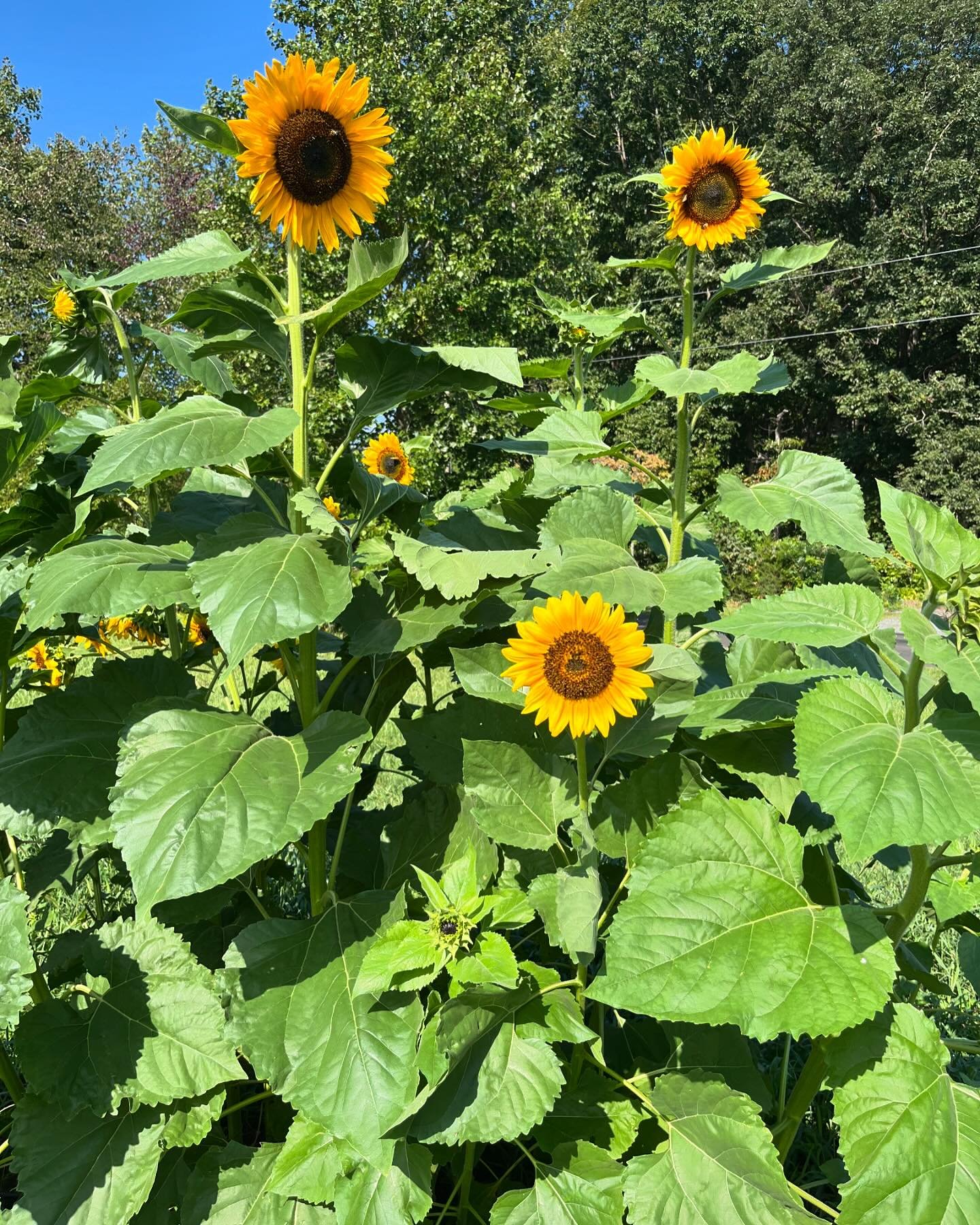We&rsquo;ve successfully grown cucumbers, squash, zucchini, sunflowers, mushrooms, cabbage and carrots! Cant wait to see how much we can grow in 2025. #virginiafarming #workersownedcooperative #workersweedcooperative #beginningfarmers