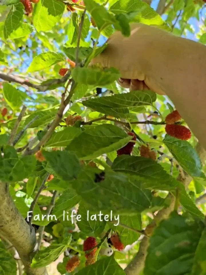 Hey there! It's been a while between posts so we thought we'd jump back in with a glimpse into farm life lately. When we're not preparing for farmstay guests or doing our day jobs, you'll find us in the paddock learning how to become farmers! 

As al