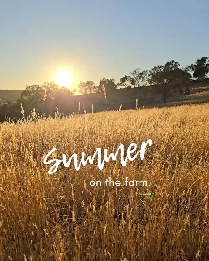 The reality of summer on the farm is a lot of early alarms, dodgy fashion choices (ok, not just limited to summer) and trying to figure out how we can afford a pool (alas, the sprinkler will have to continue to do, for now).

It&rsquo;s dusty and hot