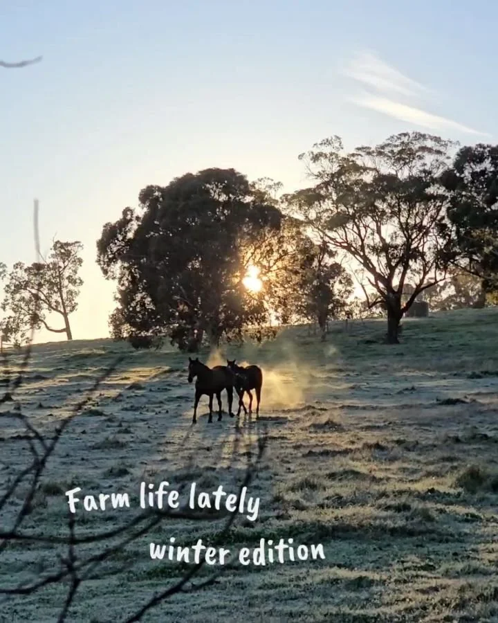 A little winter recap to end our favourite season on the farm. Frosty mornings, cosy nights, warming fires, lush green paddocks refreshing rain (we'd like a bit more of this please) - just perfect ❤️