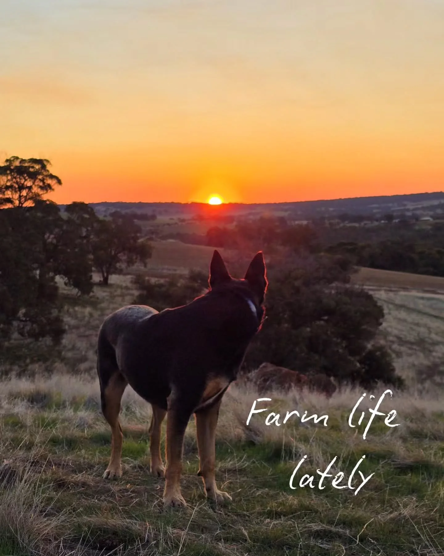 Hey friends 👋 it's been a while! So popping back in to your feed with a little look at farm life lately - yep that's  me (Em) with a chicken sitting on my head 😅. That's scrappy girl and she often needs a time out from the hen race. Don't we all. 
