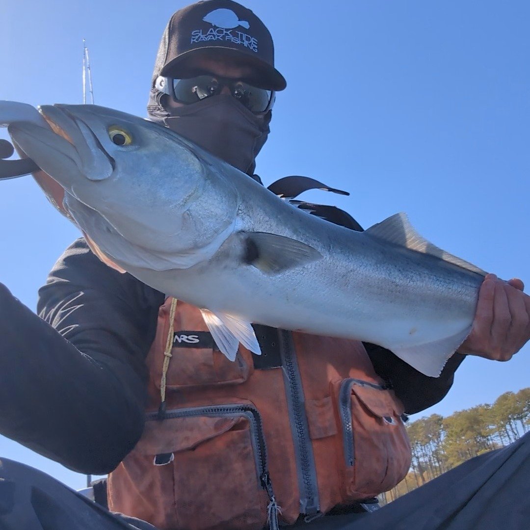 Ravenous gator bluefish are invading Delmarva, have you caught one yet?

In the past week I've seen reports of these fish showing up from Assateague Island to Cape Henlopen and today I finally got my shot at these beasts. Unlike other fish in the are