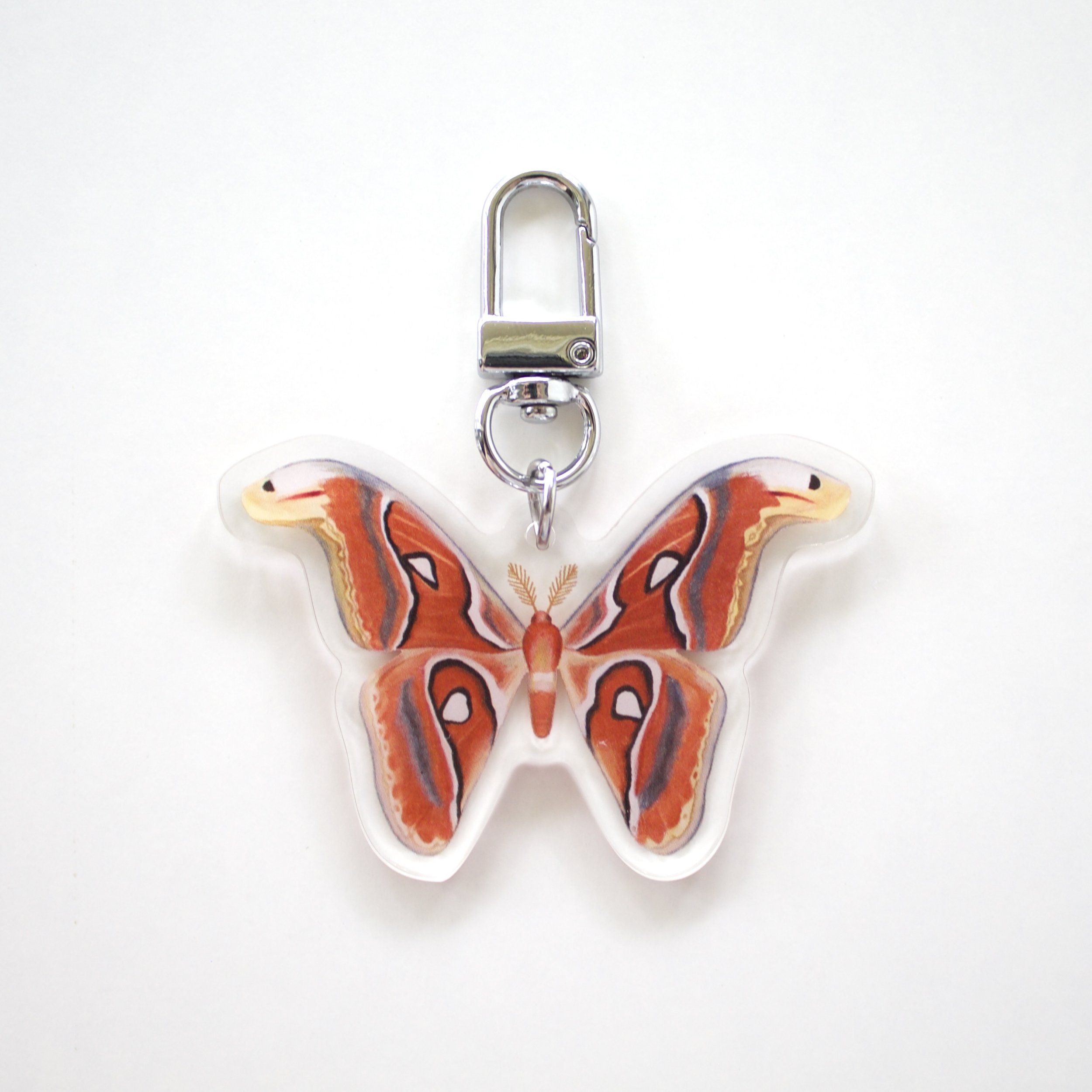 1.atlas-moth-on-white_0773.jpg