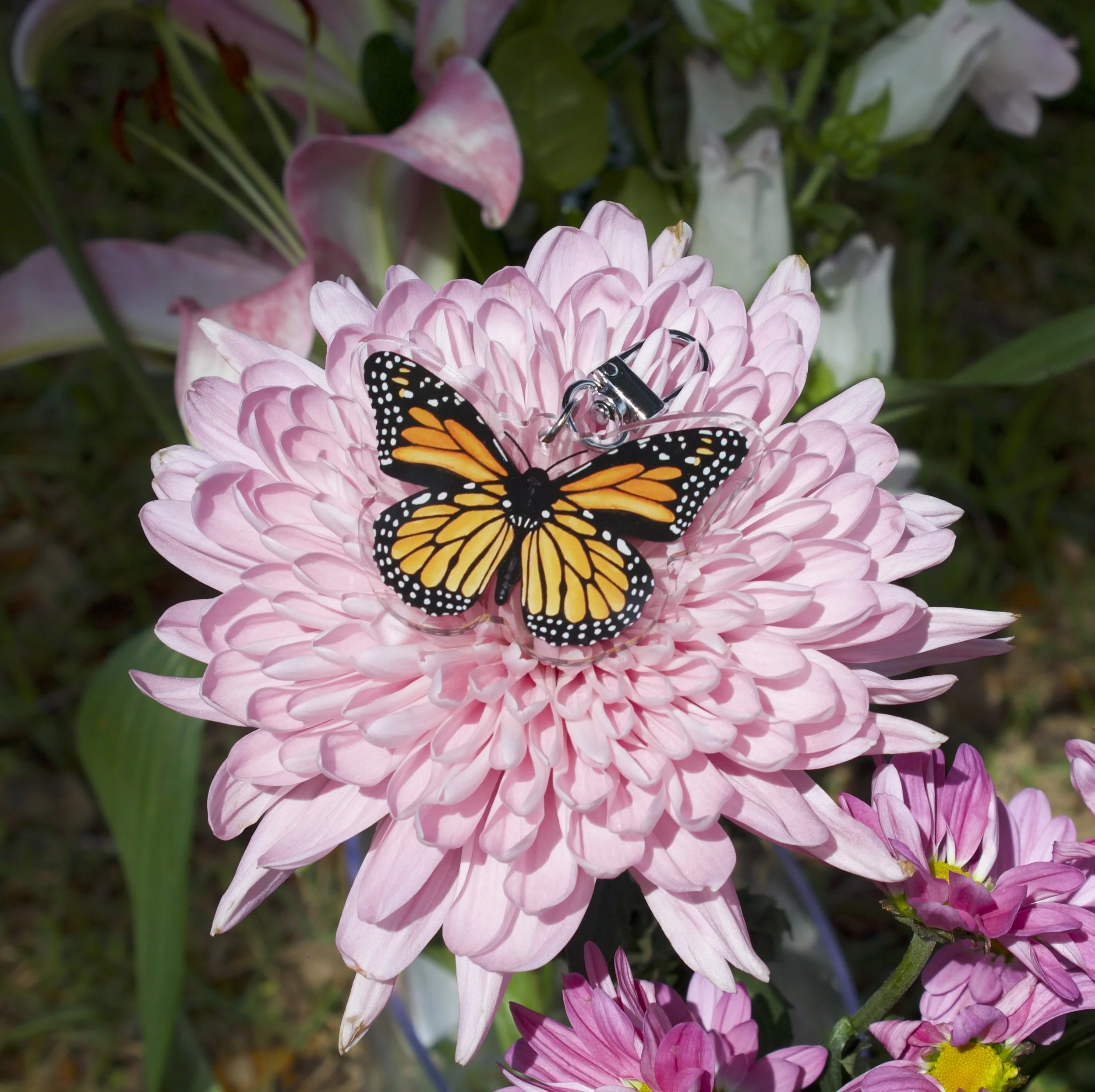 1.monarch-orange-3-flower-IMG_0629.jpeg