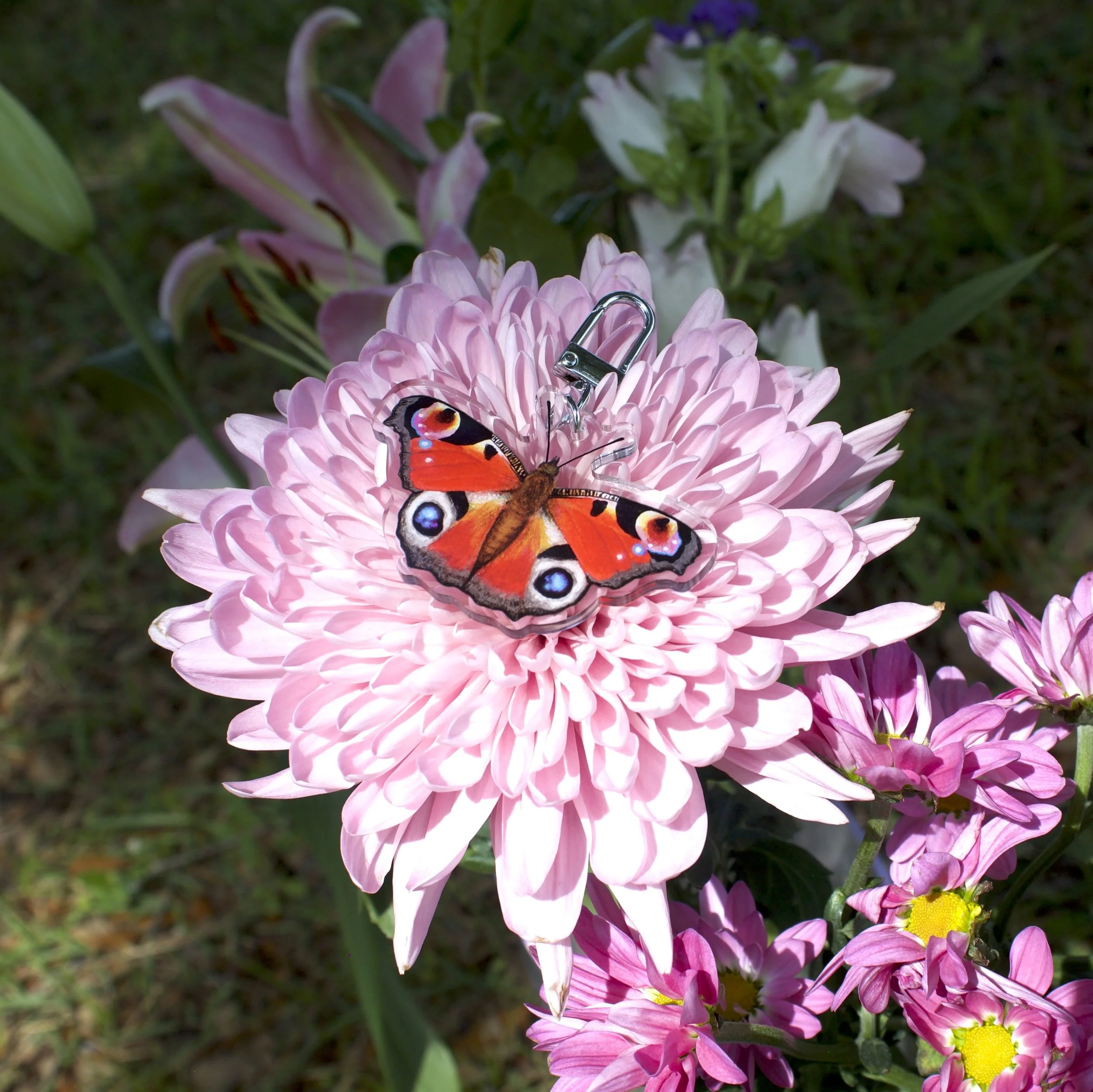 1.peacock-flowerIMG_0640.jpeg