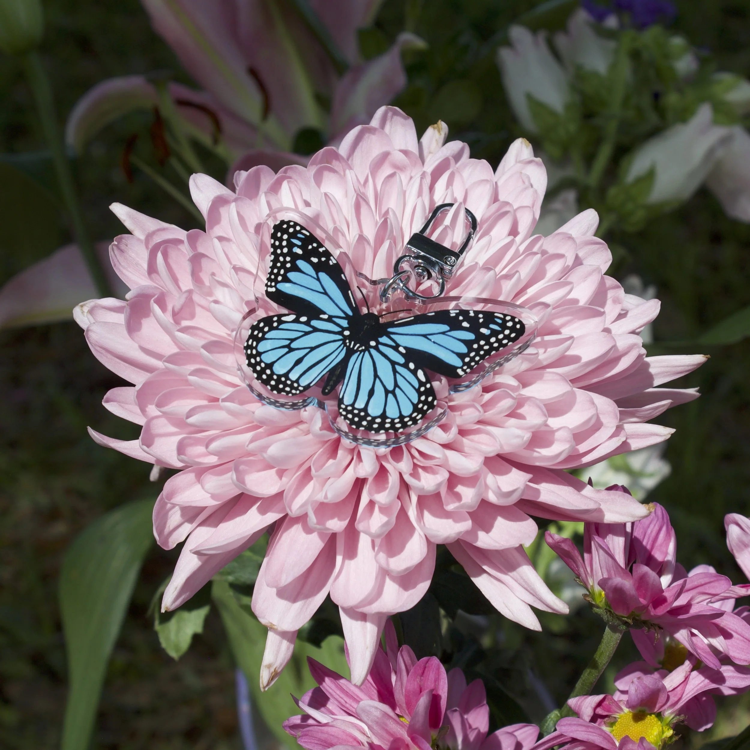 1.monarch-blue-flowerIMG_0631.jpeg