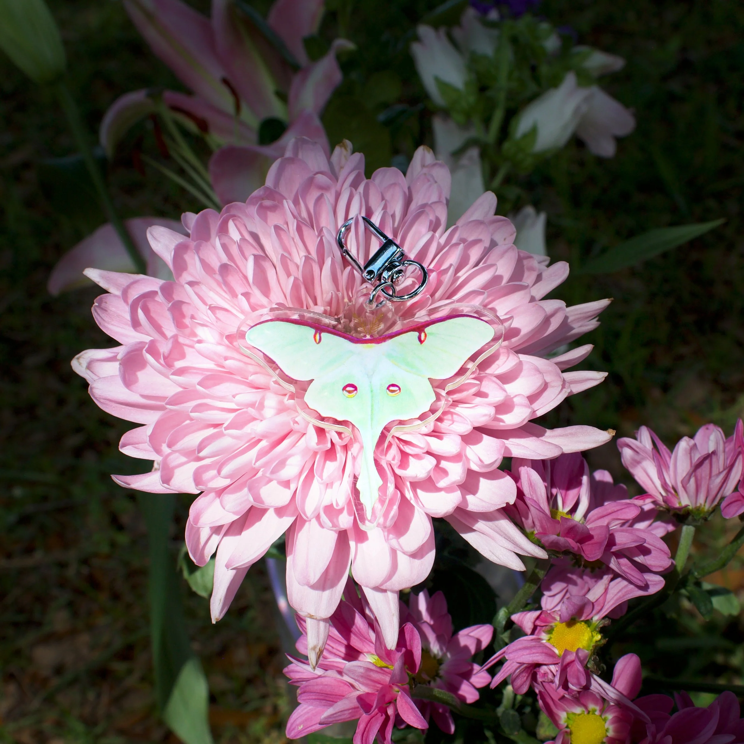 1.luna-moth.jpeg