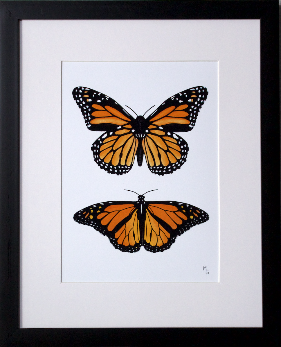 Monarch Butterflies