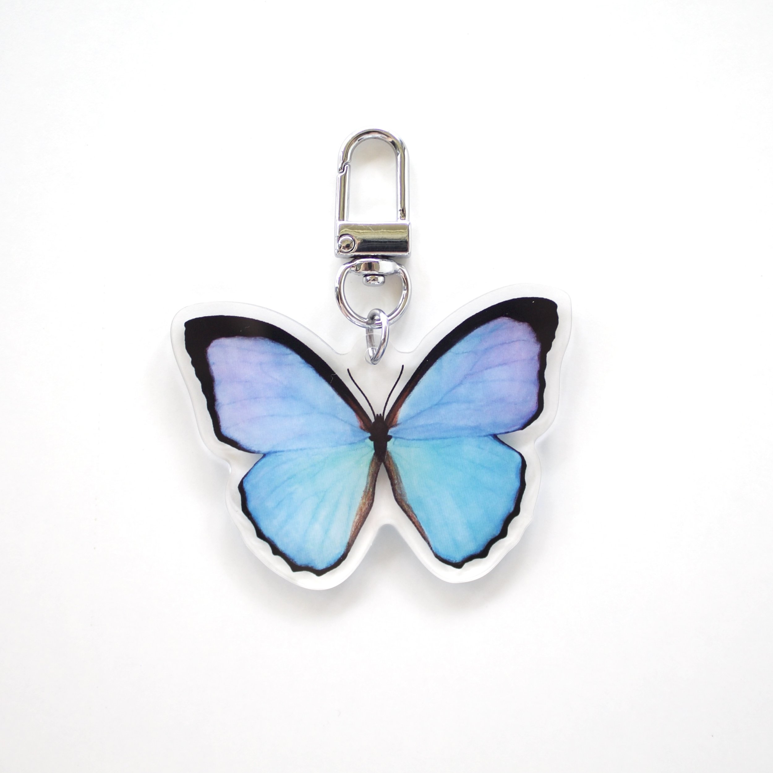 1.morpho-on-white_0769.jpeg