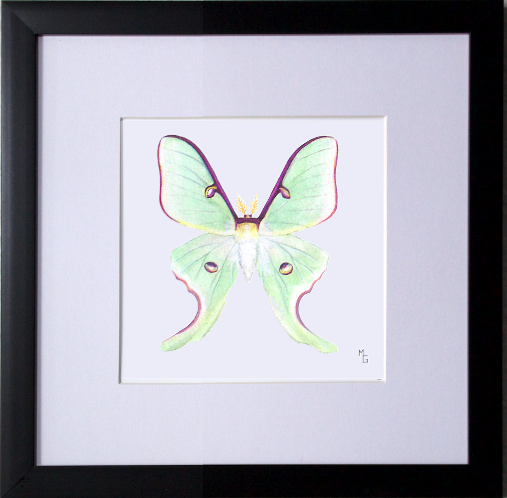 “Luna Moth” Print
