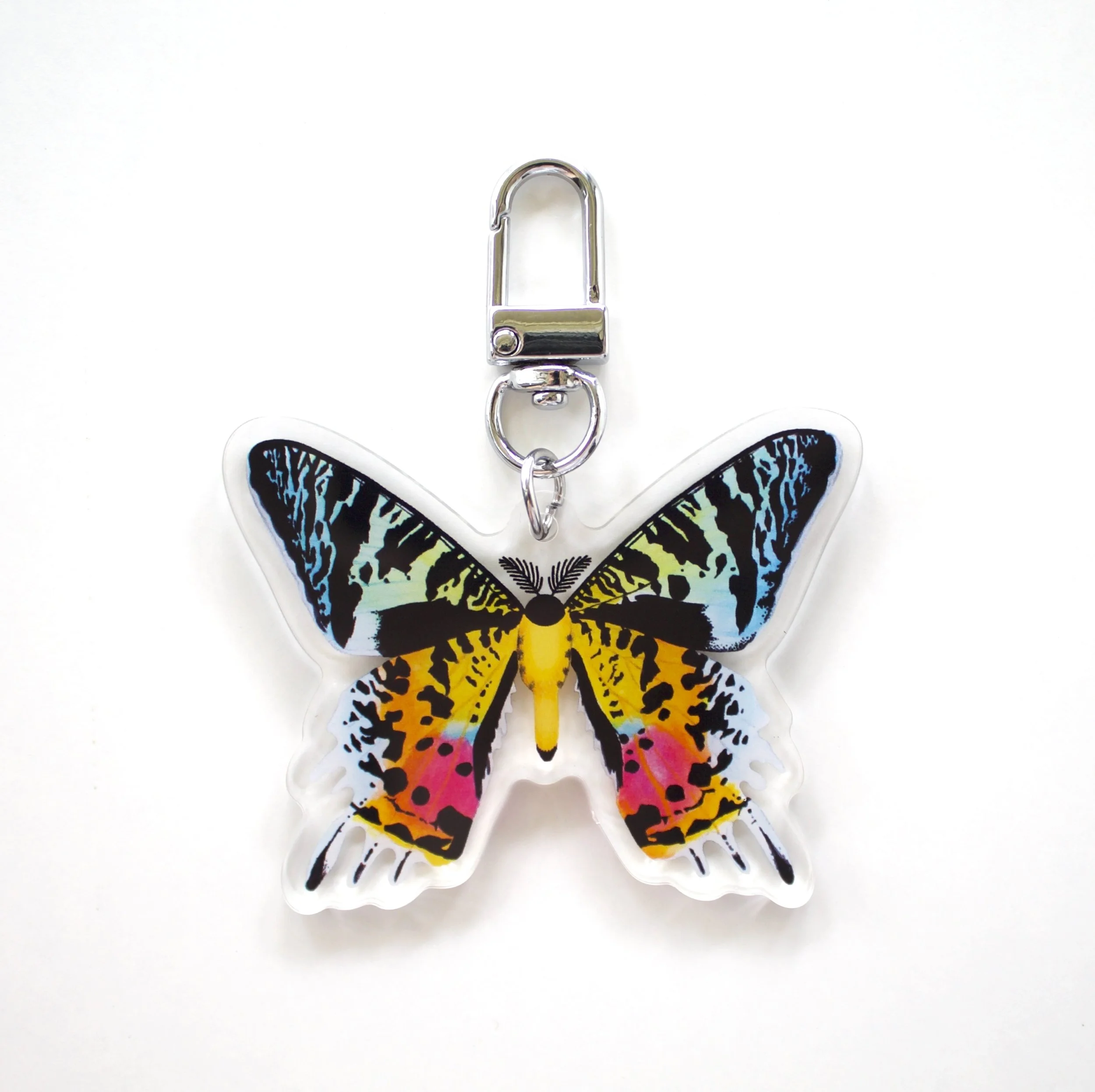 1.sunset-moth-on-white_0770.jpeg