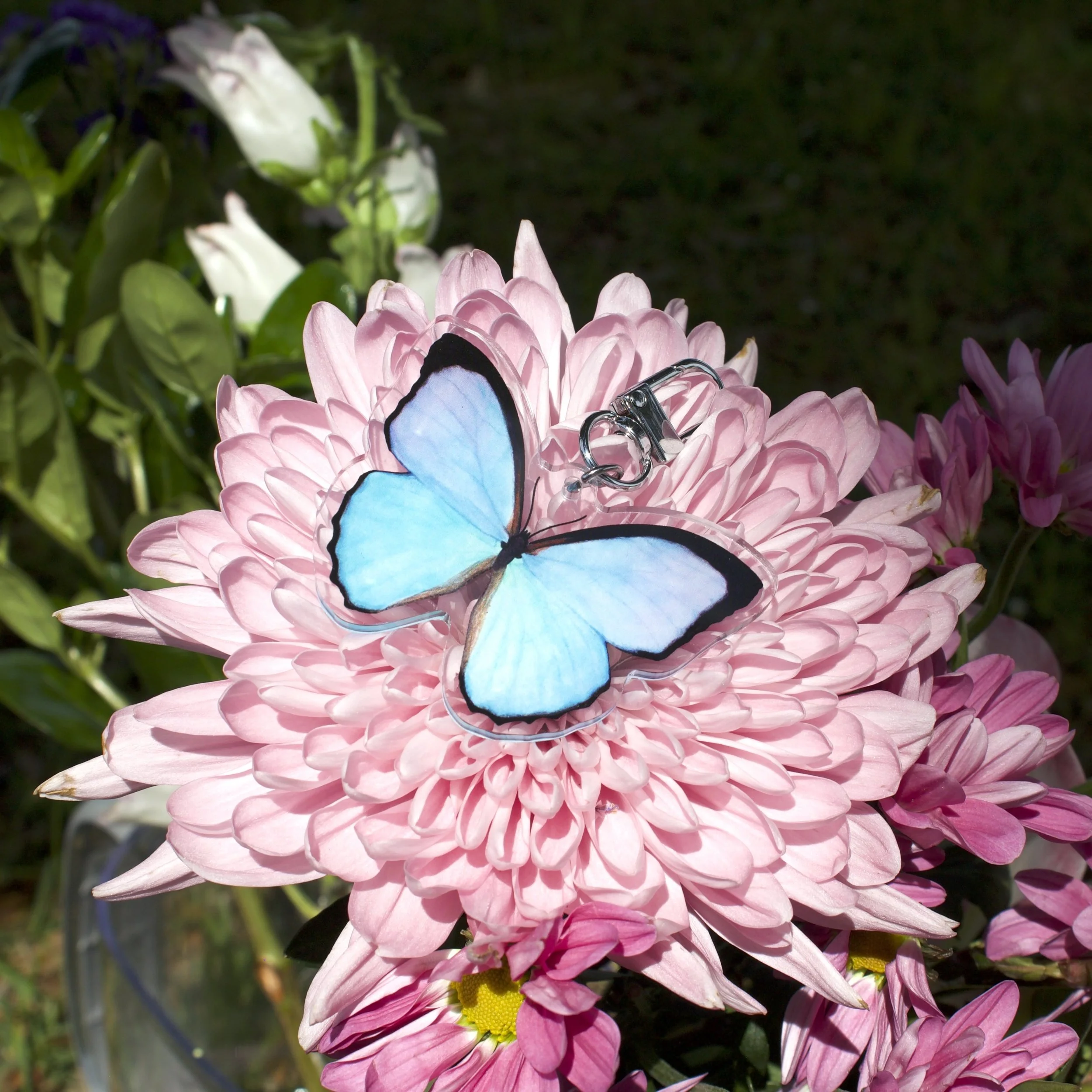 1.morpho-flowerIMG_0620.jpeg