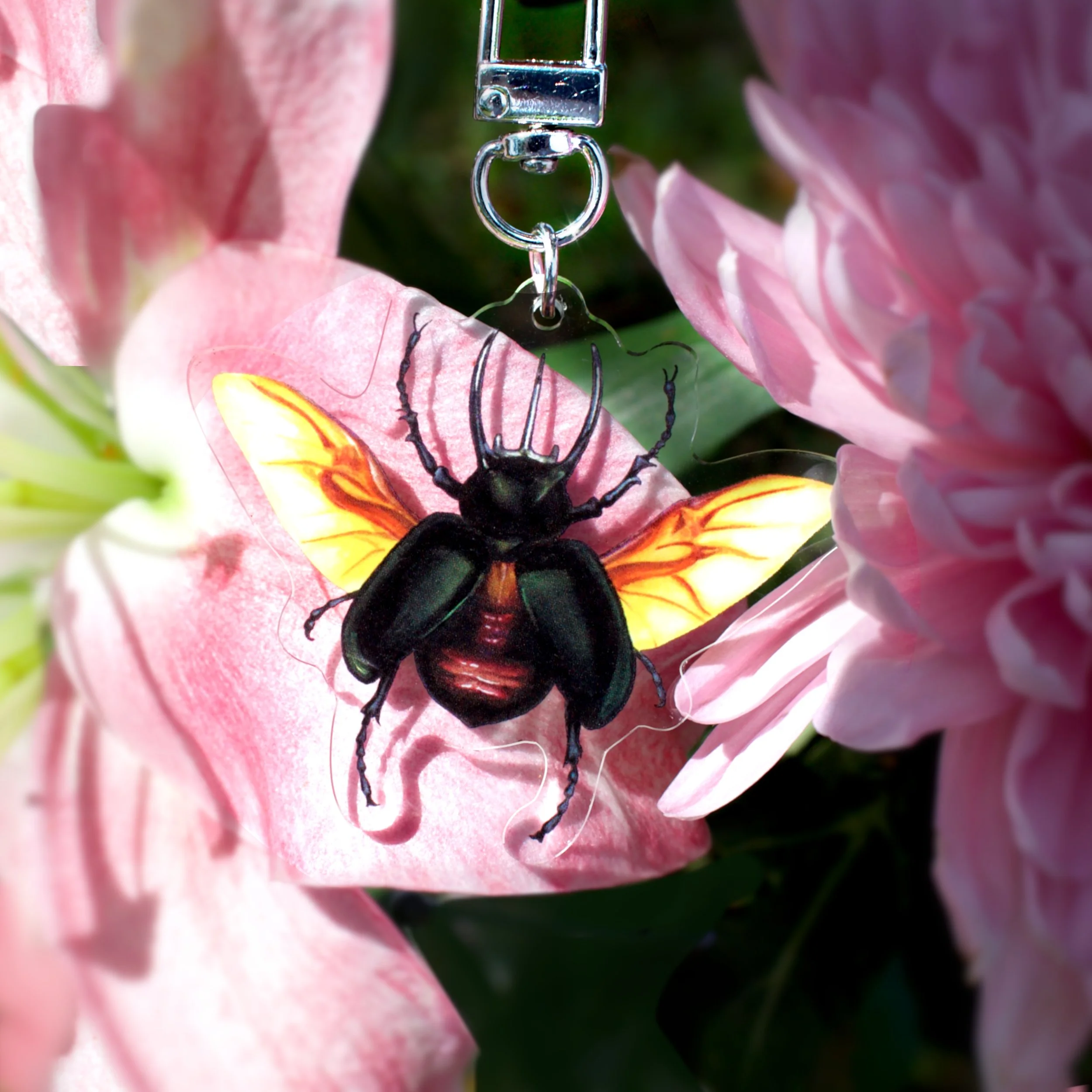 1.atlas-beetle-1.jpeg