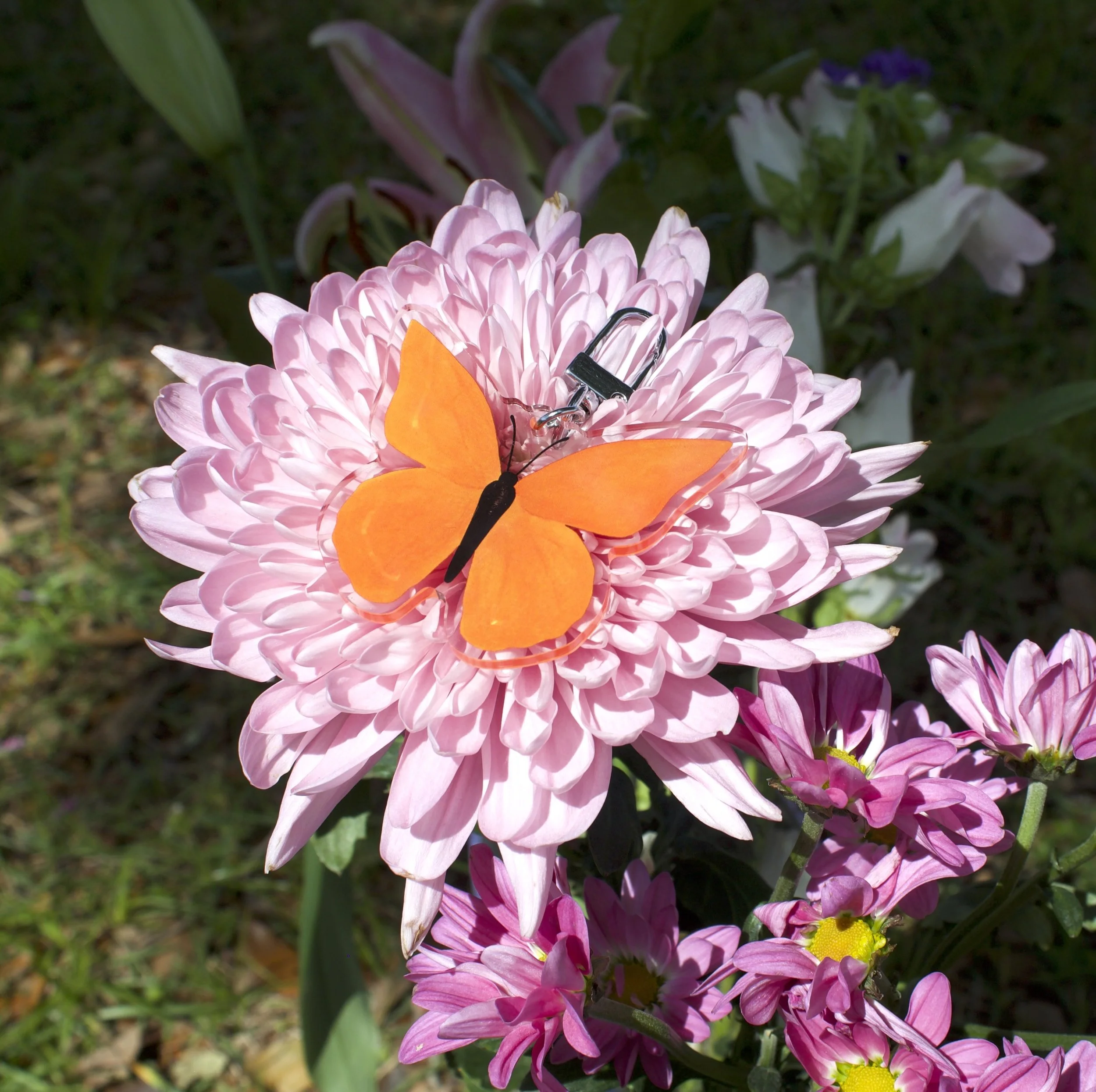 1.orange-flowerIMG_0646.jpeg