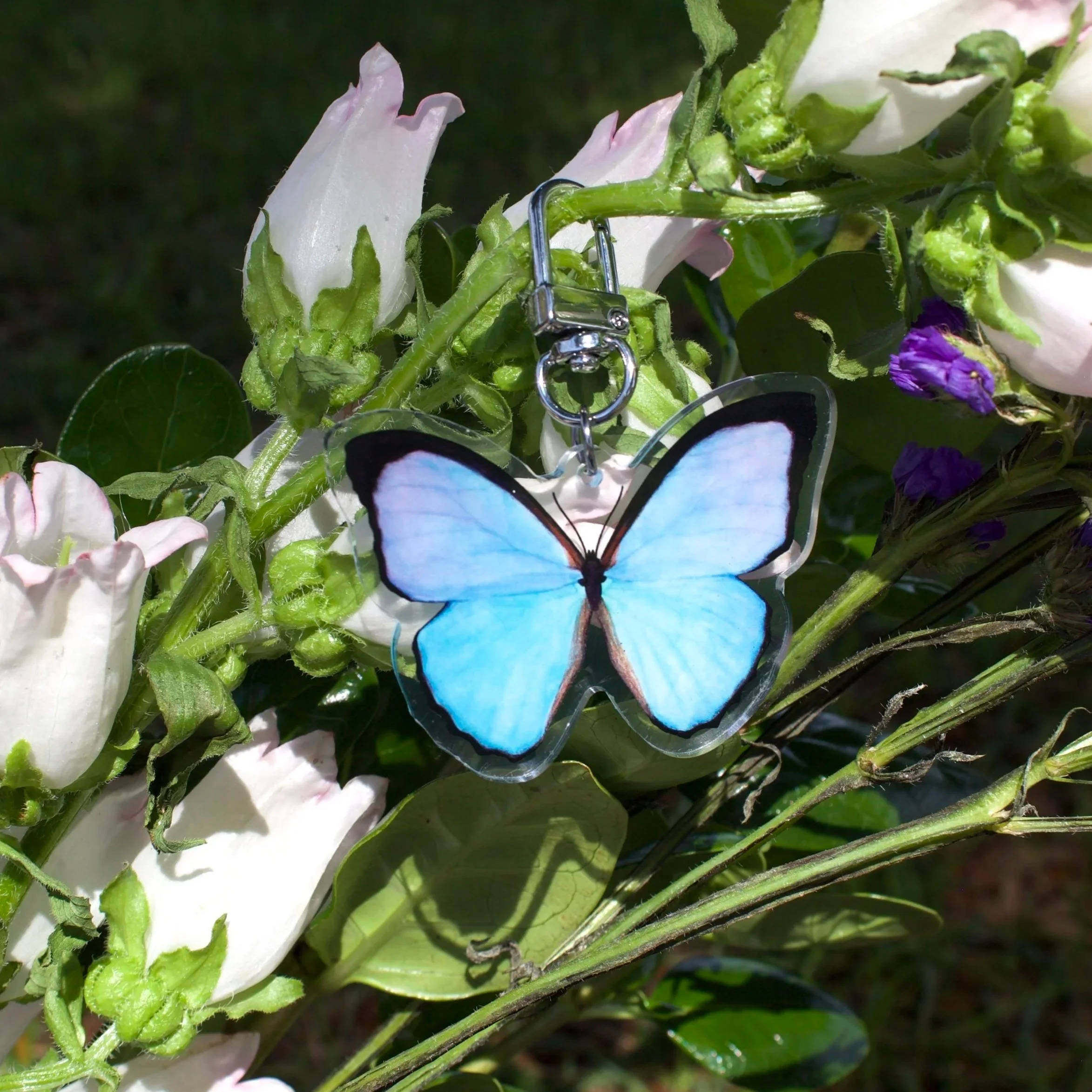 1.morpho-blueIMG_0616.jpg