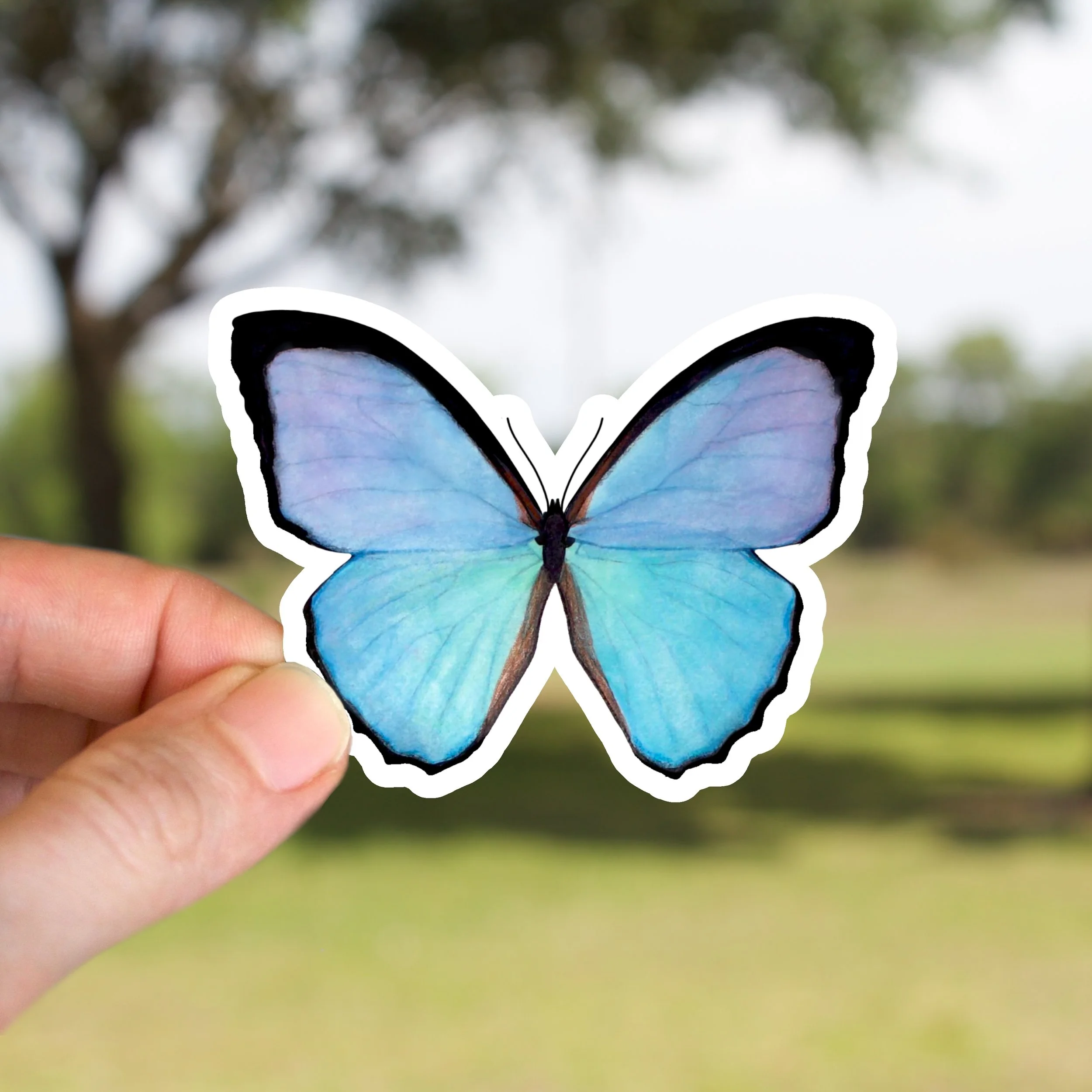 Blue Morpho Butterfly Sticker