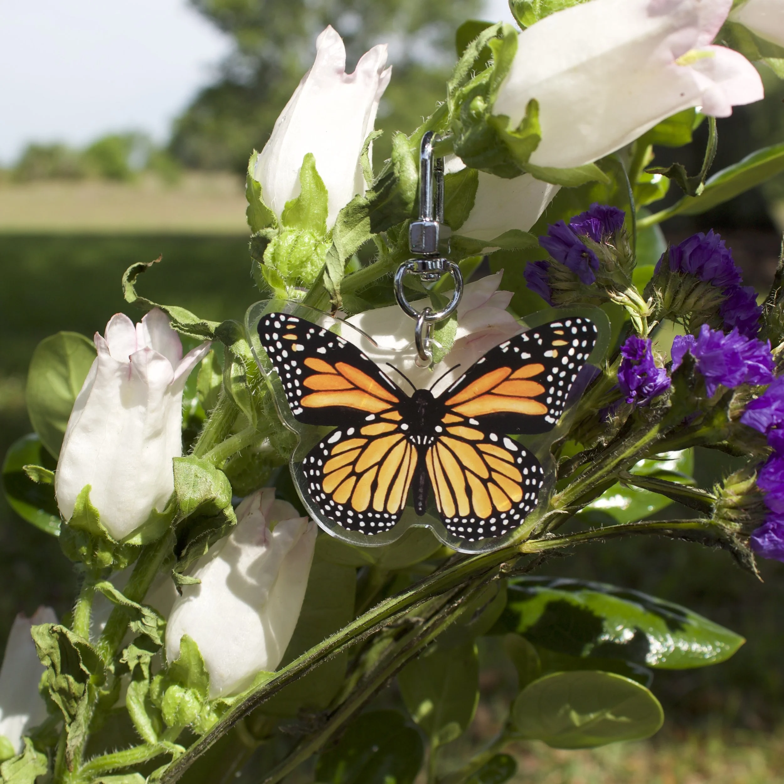 1.monarch-orange-2-flowers_0580.jpeg
