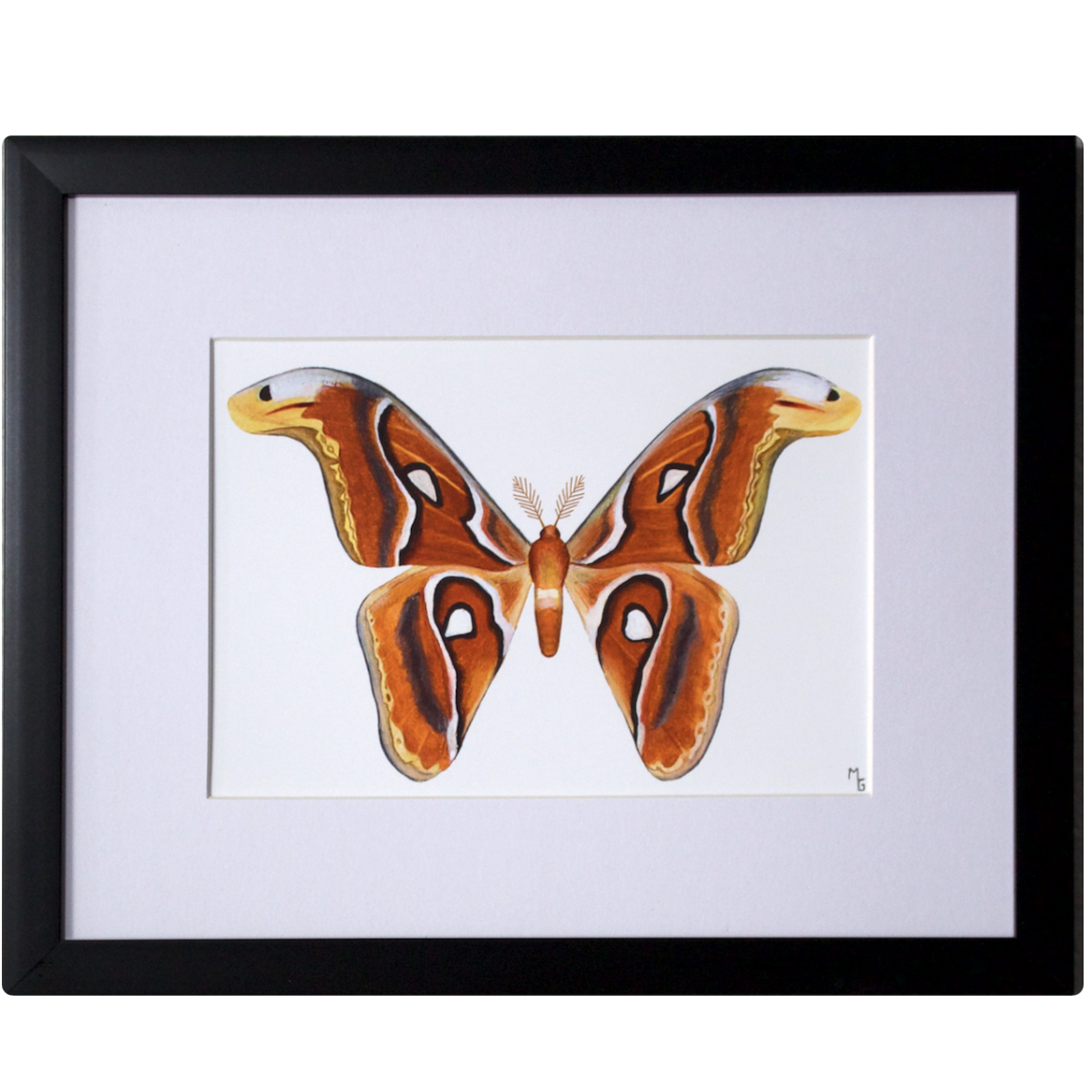 "Atlas Moth” Print