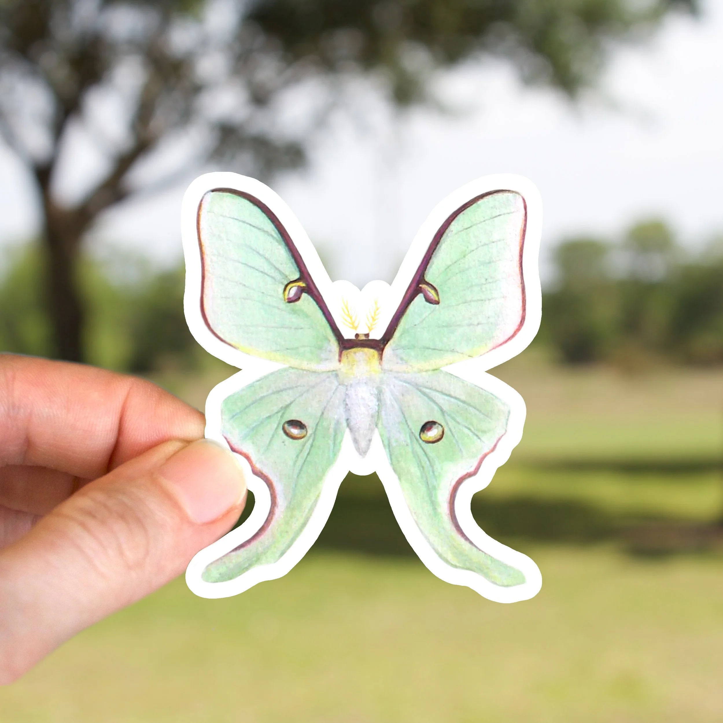 Luna Moth Sticker (wings open)