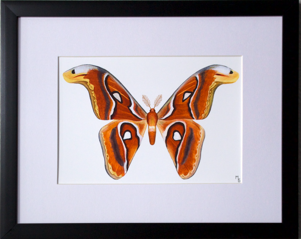 Atlas Moth