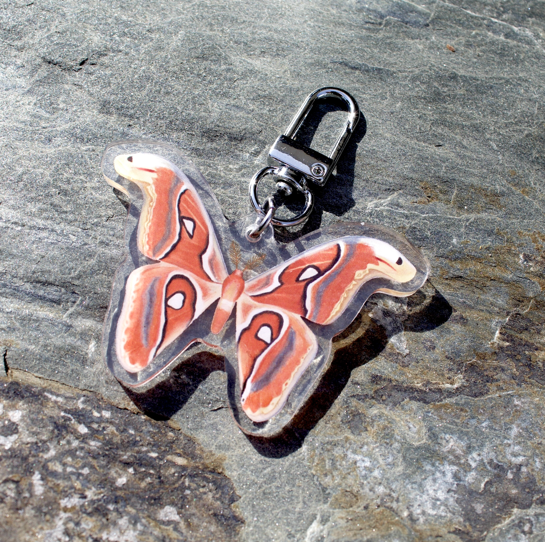 1.atlas-moth-smaller.png