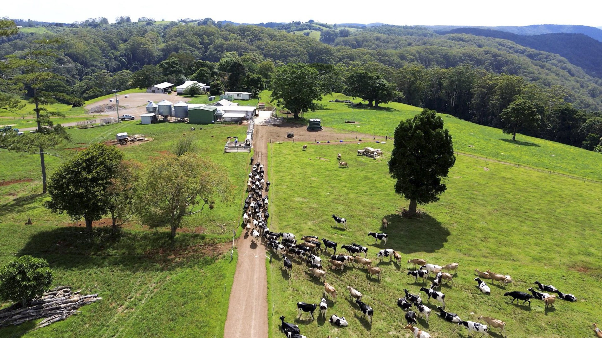 Meet The Greens Hero Video_MALENY-DAIRIES_Jamie_v3.00_02_06_23.Still015.jpg