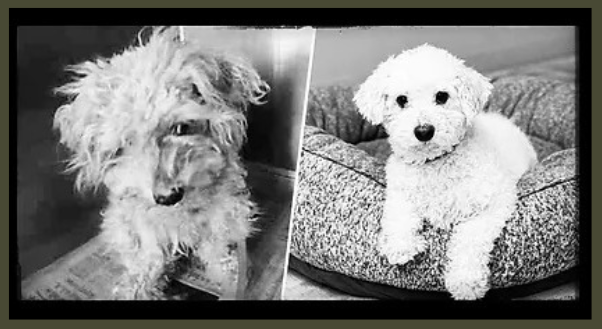 Bichon Brigade rescue dog