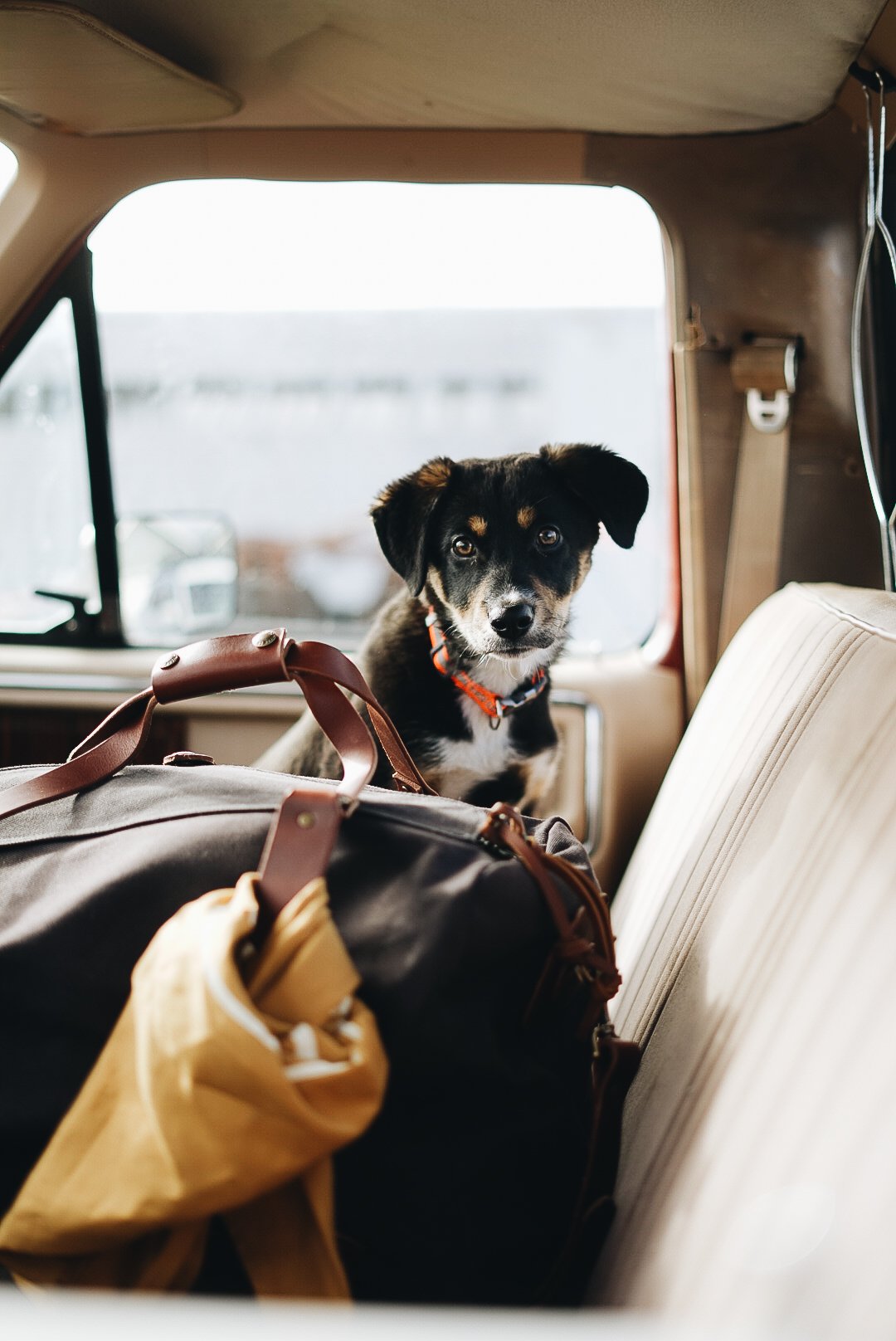 Dog sitting in the back seat of a car with a brown duffel bag in the foreground.