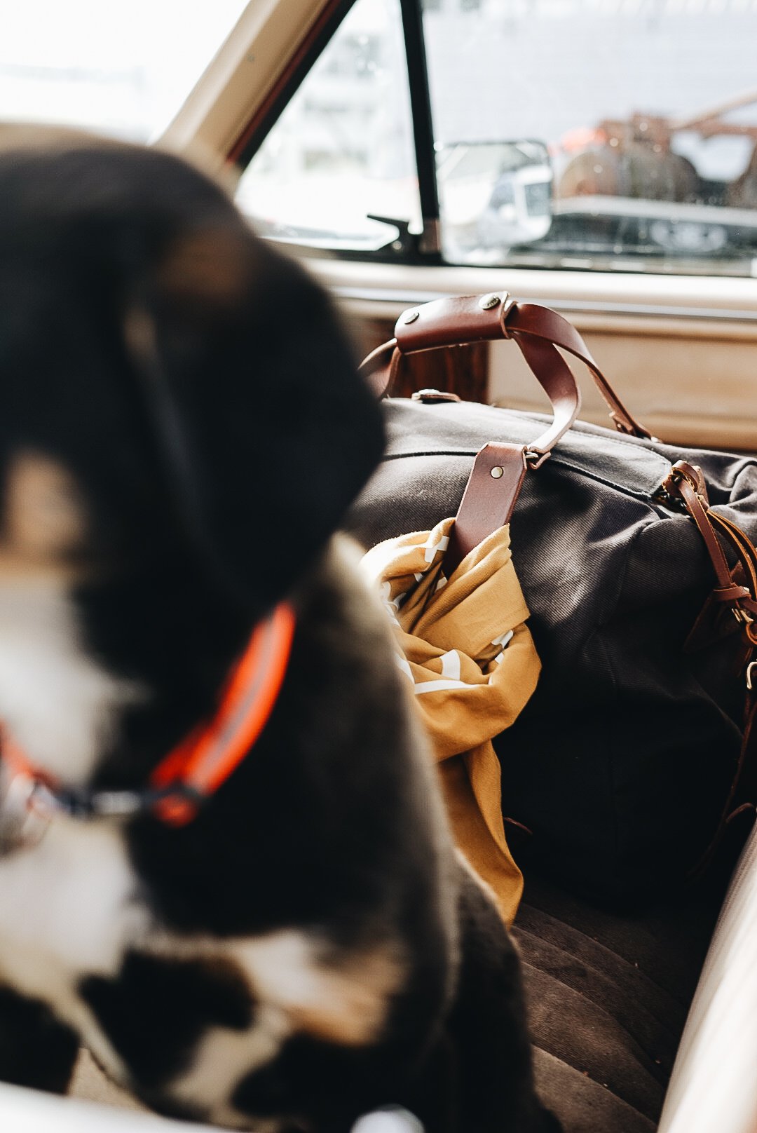 Dog with black and brown fur wearing an orange collar sitting inside a car with a leather travel bag.