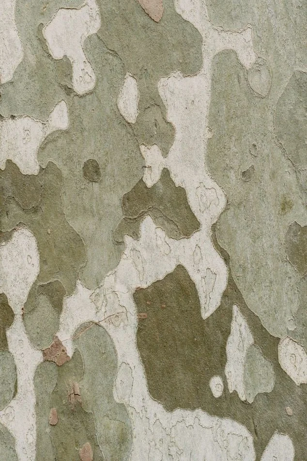 Close-up of tree bark with irregular patches of pale and dark green, gray, and white colors.