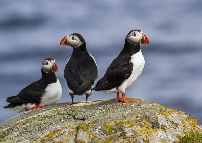 Wildlife Luxury Iceland Adventure Private Tour