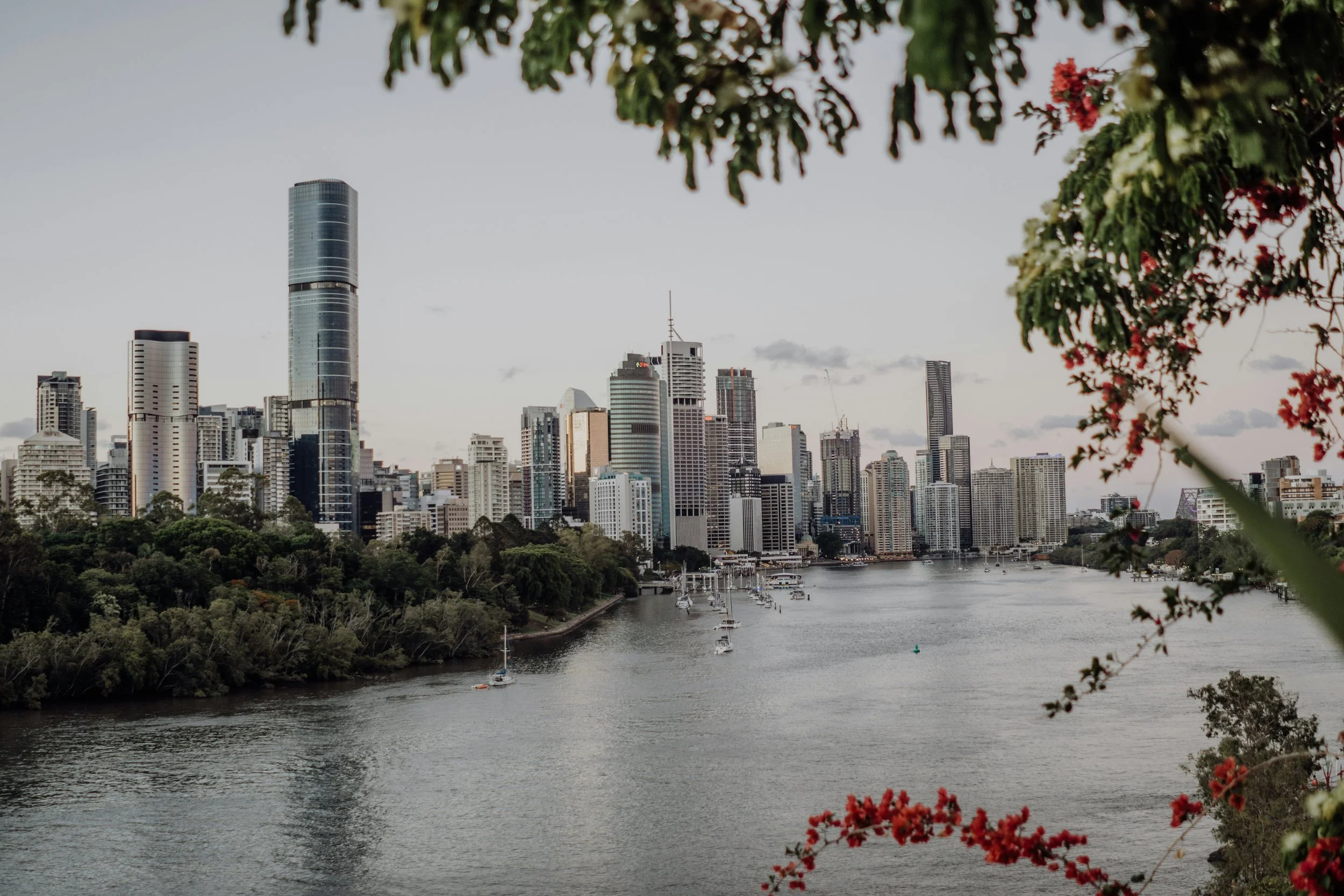 Brisbane city skyline with skyscrapers along the Brisbane River, framed by trees and flowers in the foreground.