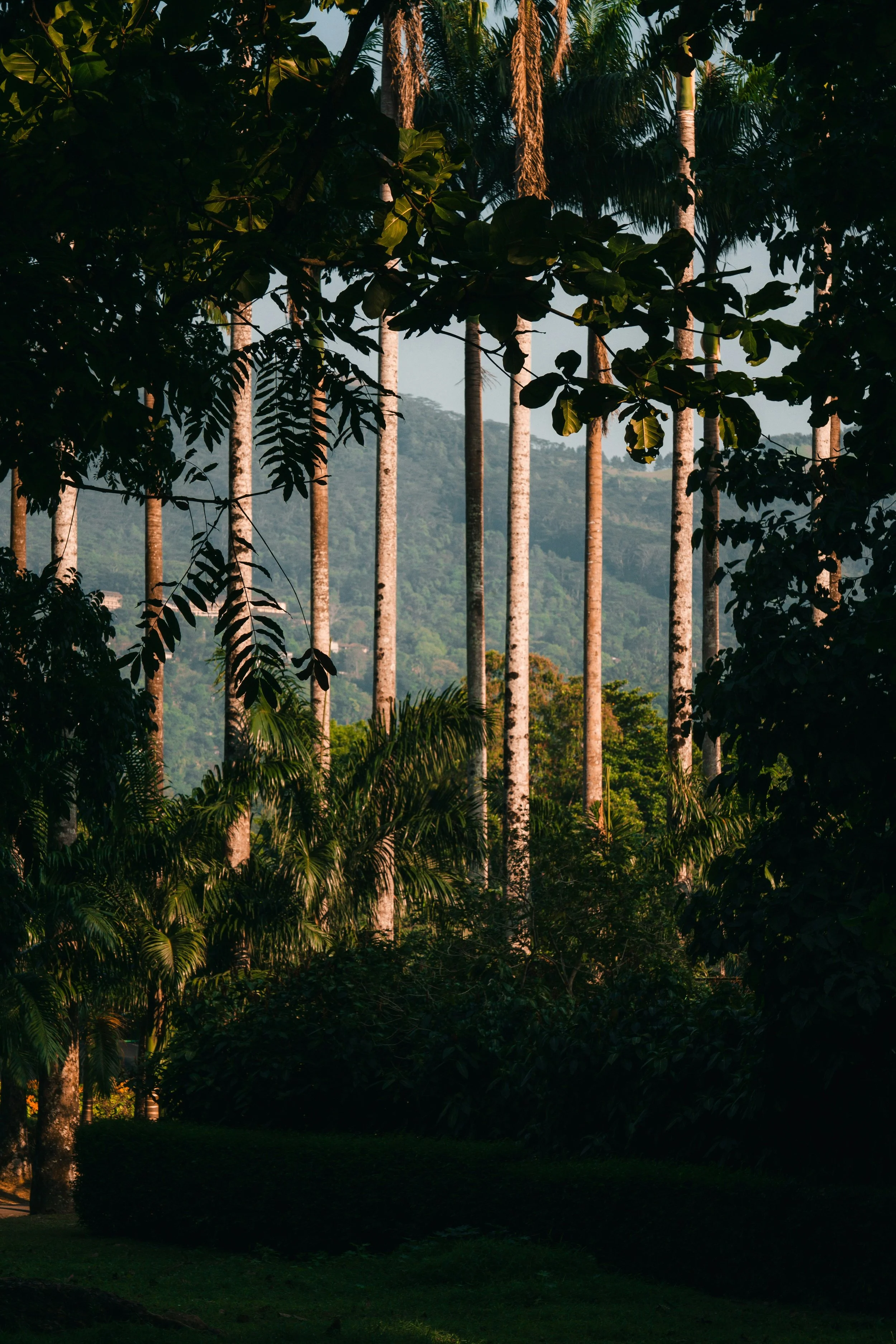 Tall palm trees in a lush green landscape with mountains in the background.