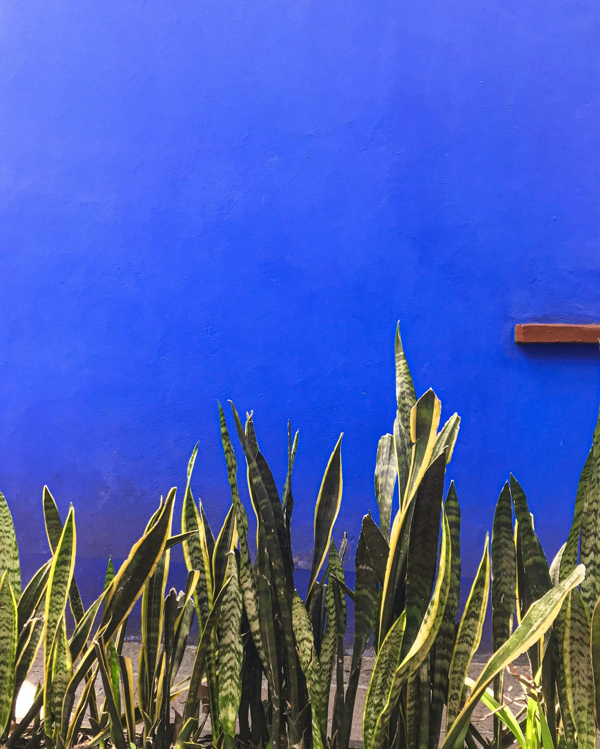 Sansevieria plants against a bright blue wall