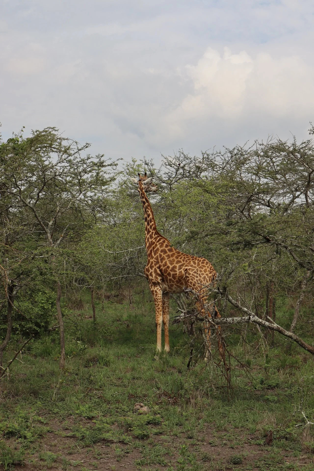 Sarah-Casewit-Akagera-National-Park-Rwanda-Safari-62.JPG