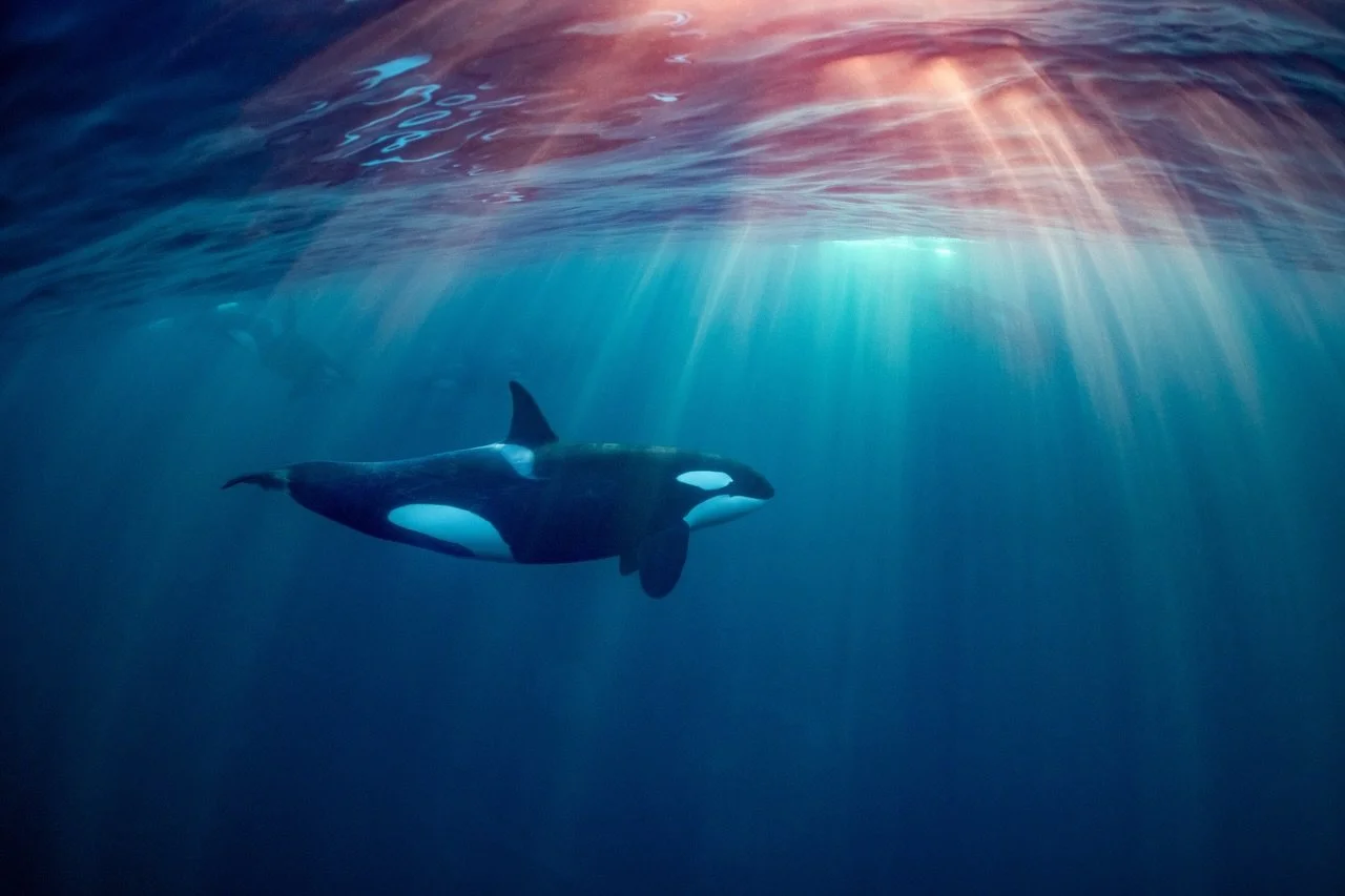 CHAPTER IV IS LIVE 📣 The Arctic Circle, Norway with @sarahcasewit x @eunoia_chapters Nov. 16-20, 2026. Limited spaces on this journey called: Let&rsquo;s Get WILD 🐋 Last year, I stood on a boat in the Norwegian Sea and watched the last sunset befor